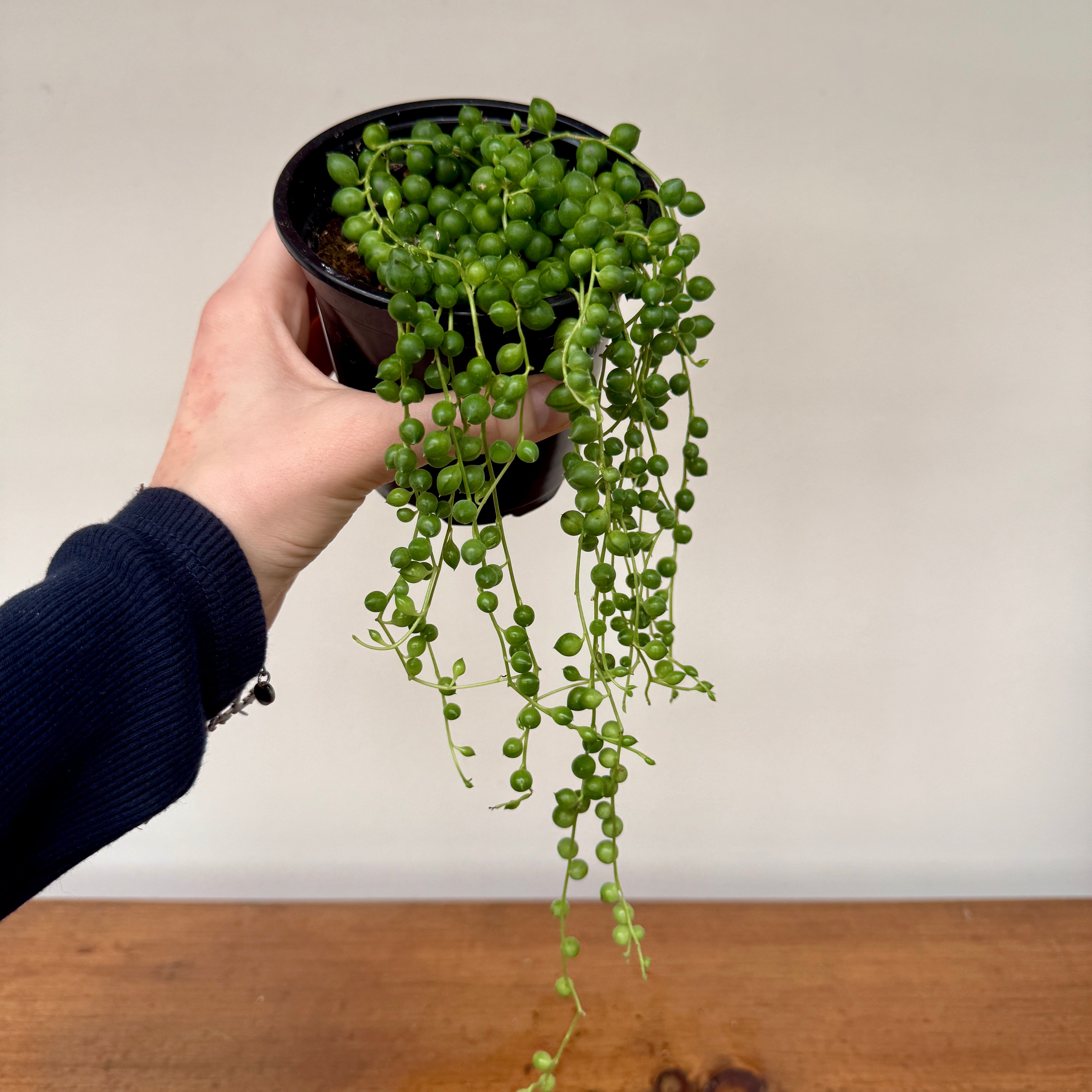 String of Pearls (Senecio rowleyanus) - 4.5" Pot