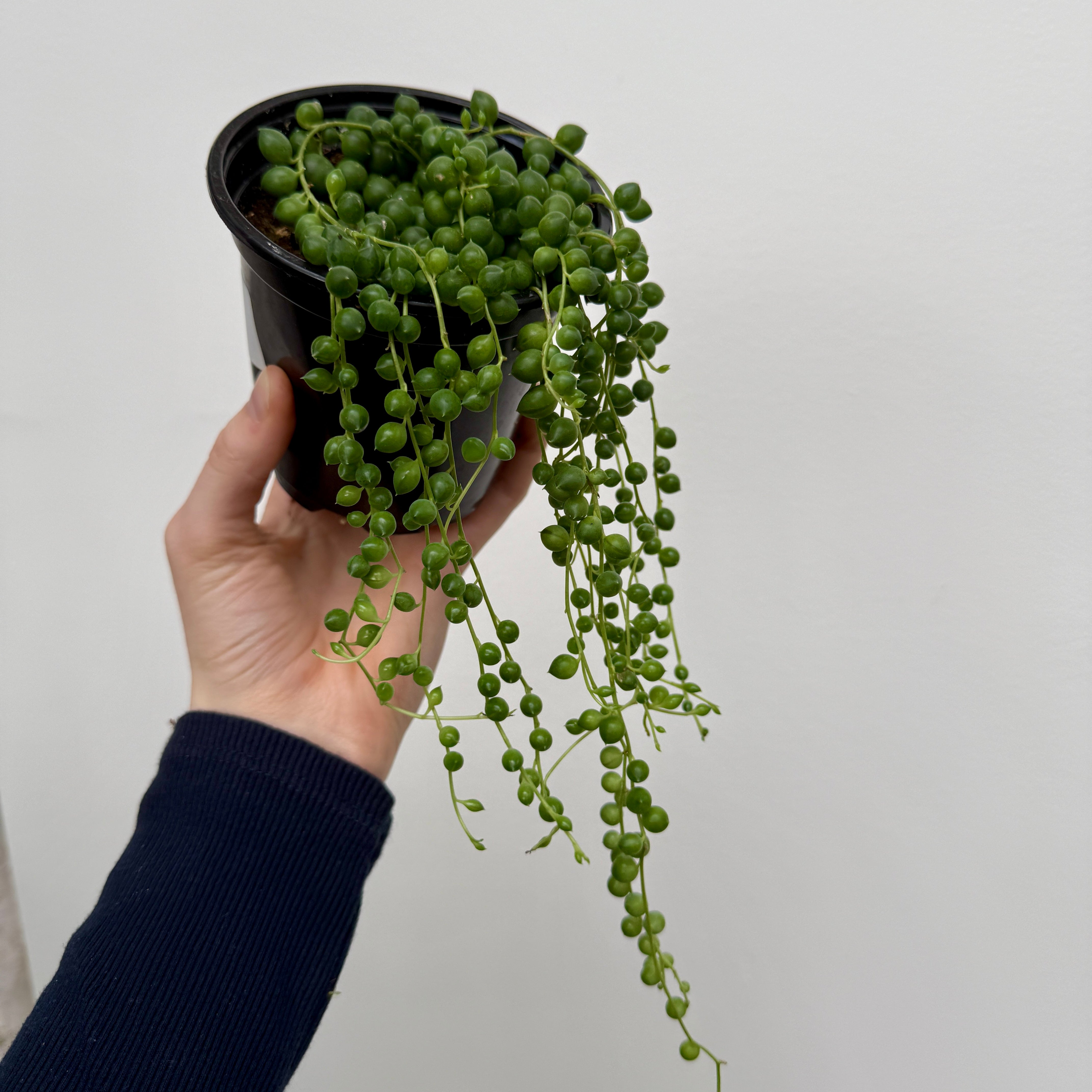 String of Pearls (Senecio rowleyanus) - 4.5" Pot
