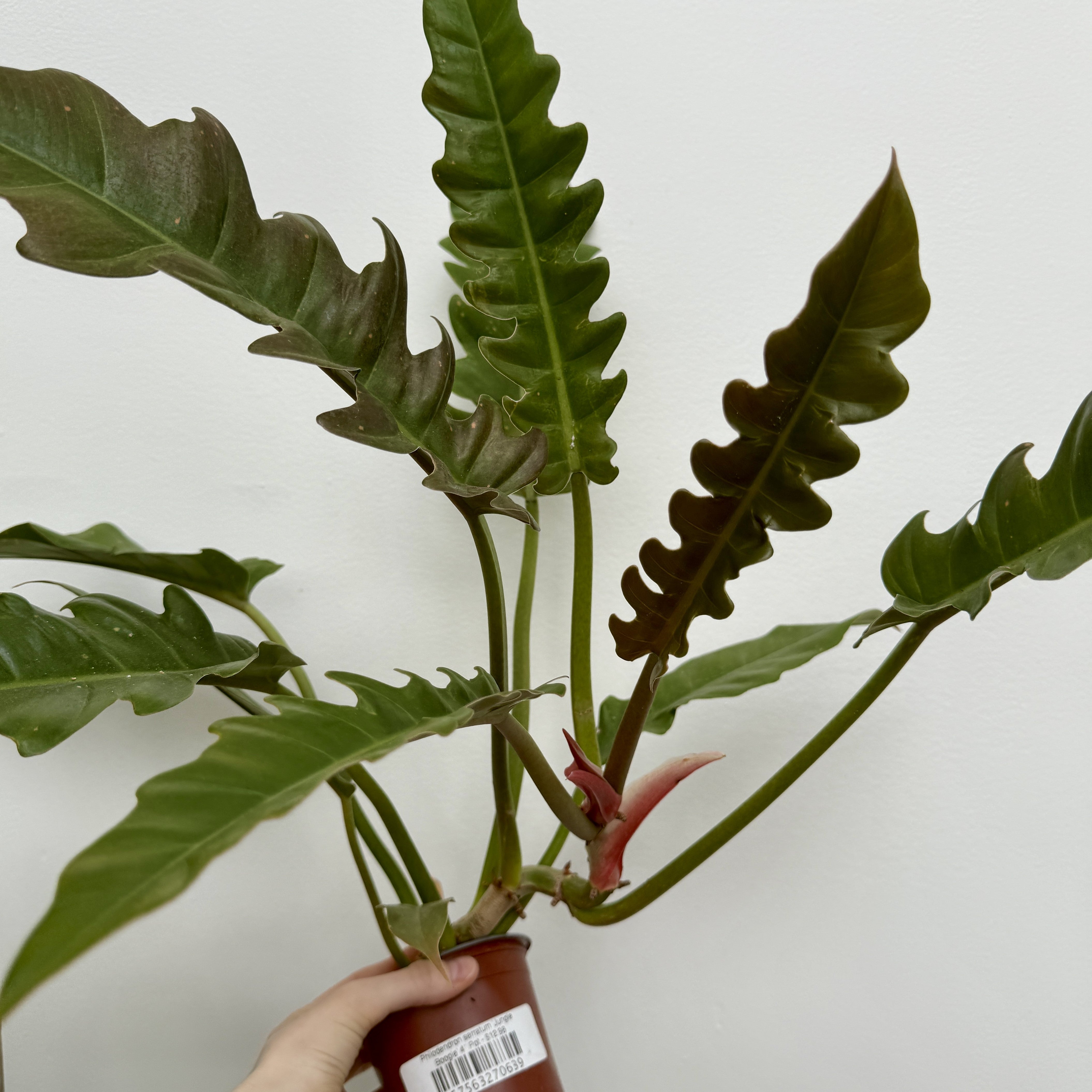 Philodendron 'Jungle Boogie' (Philodendron serratum 'Jungle Boogie') - 4" Pot