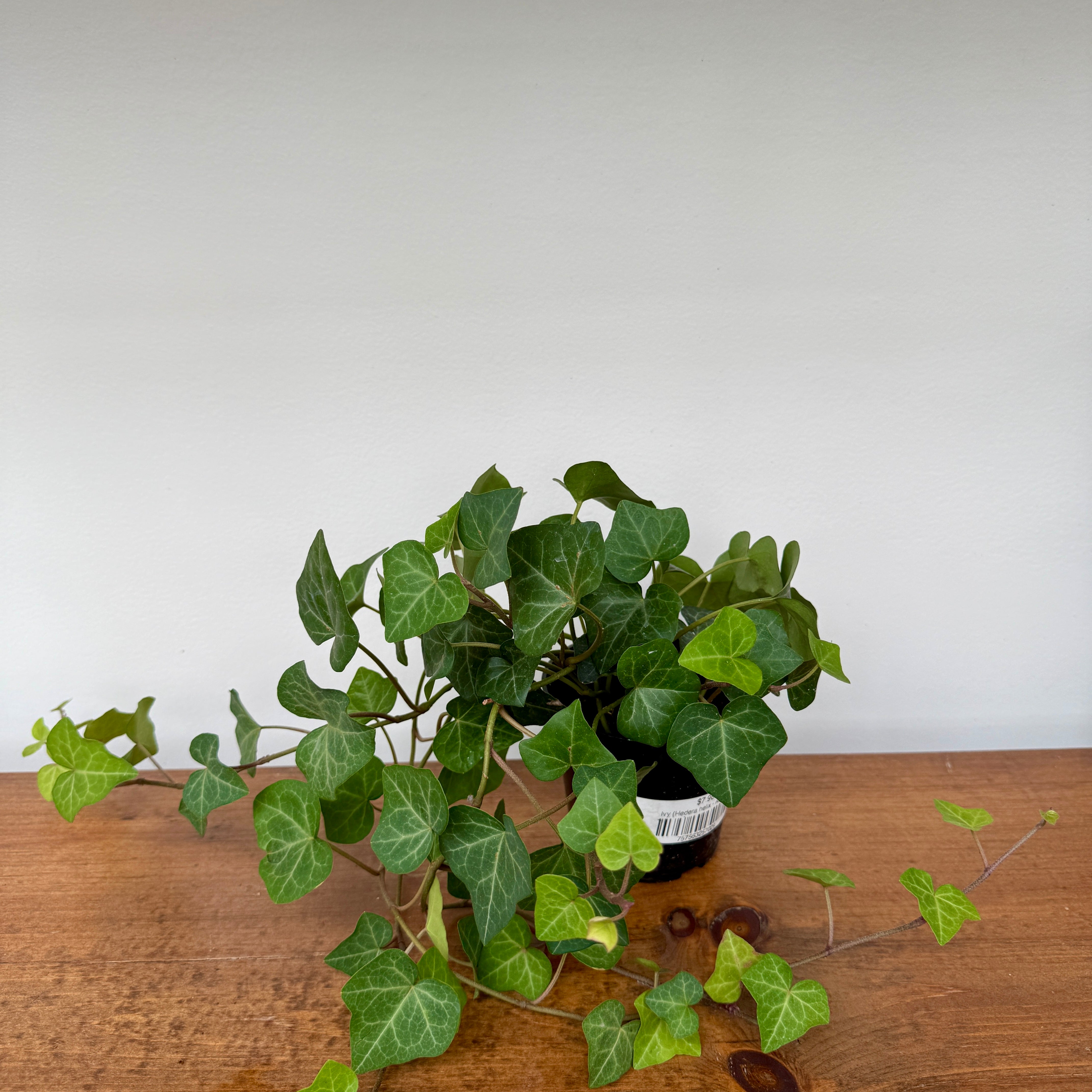 Ivy - Assorted (Hedera helix - Assorted) - 4" Pot
