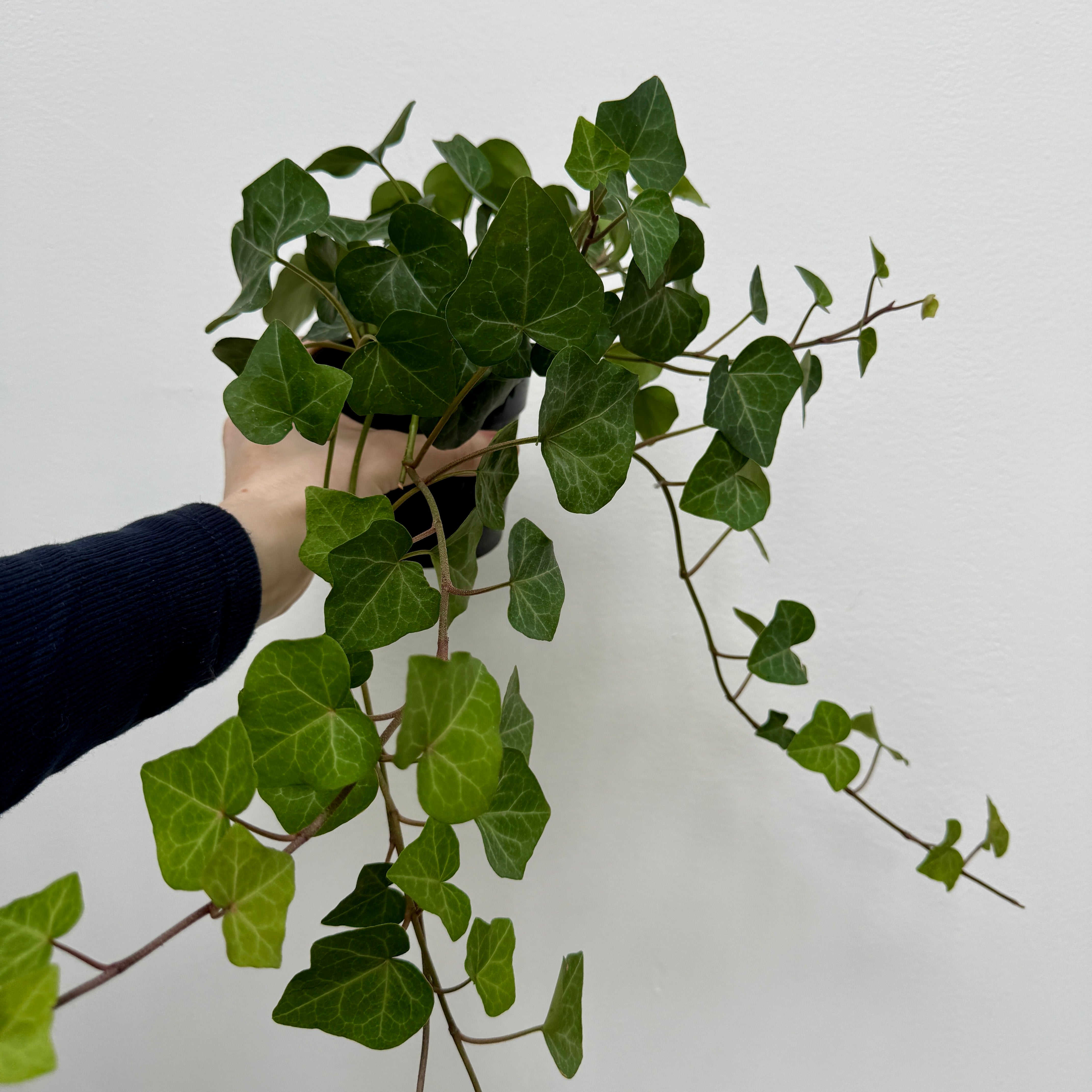 Ivy - Assorted (Hedera helix - Assorted) - 4" Pot