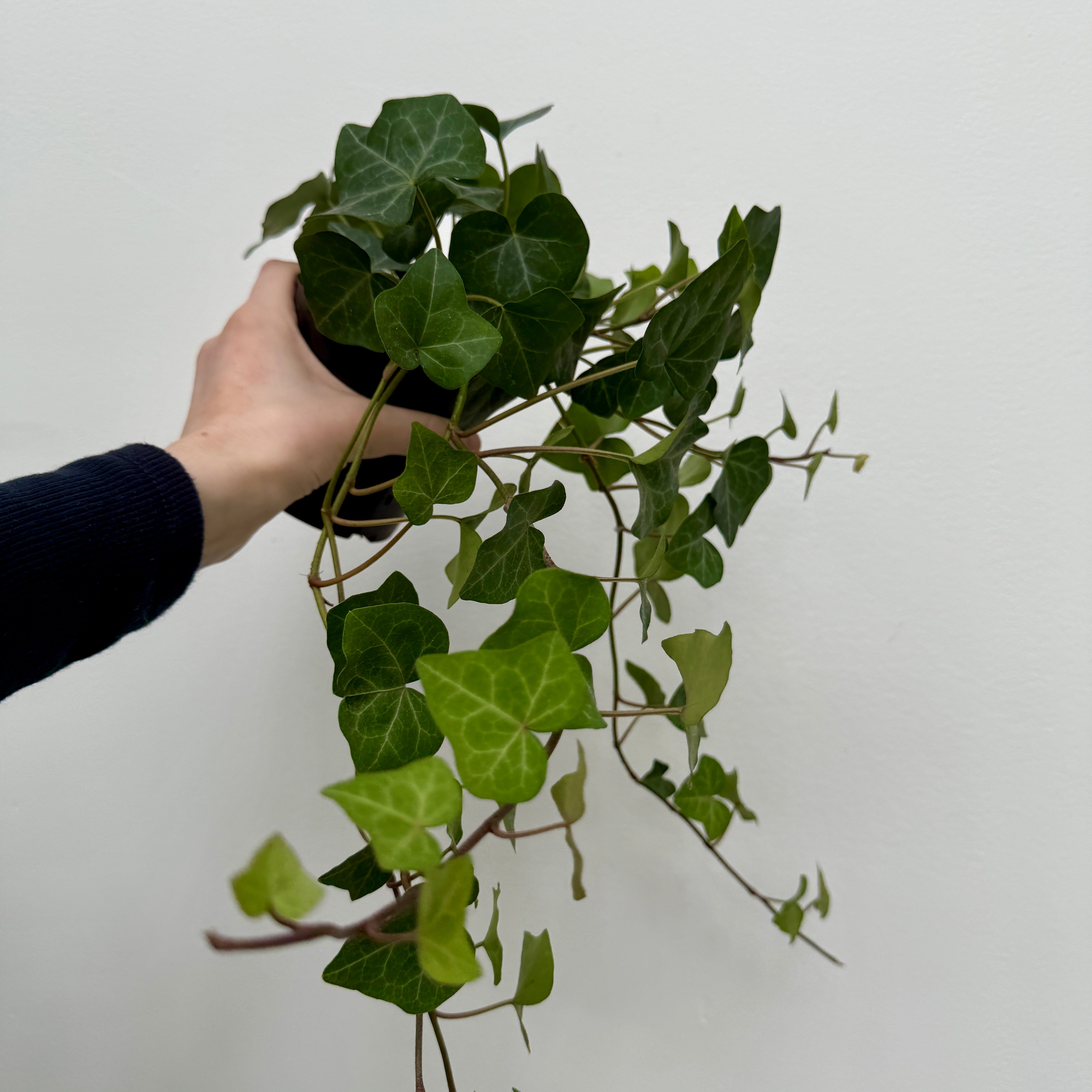 Ivy - Assorted (Hedera helix - Assorted) - 4" Pot