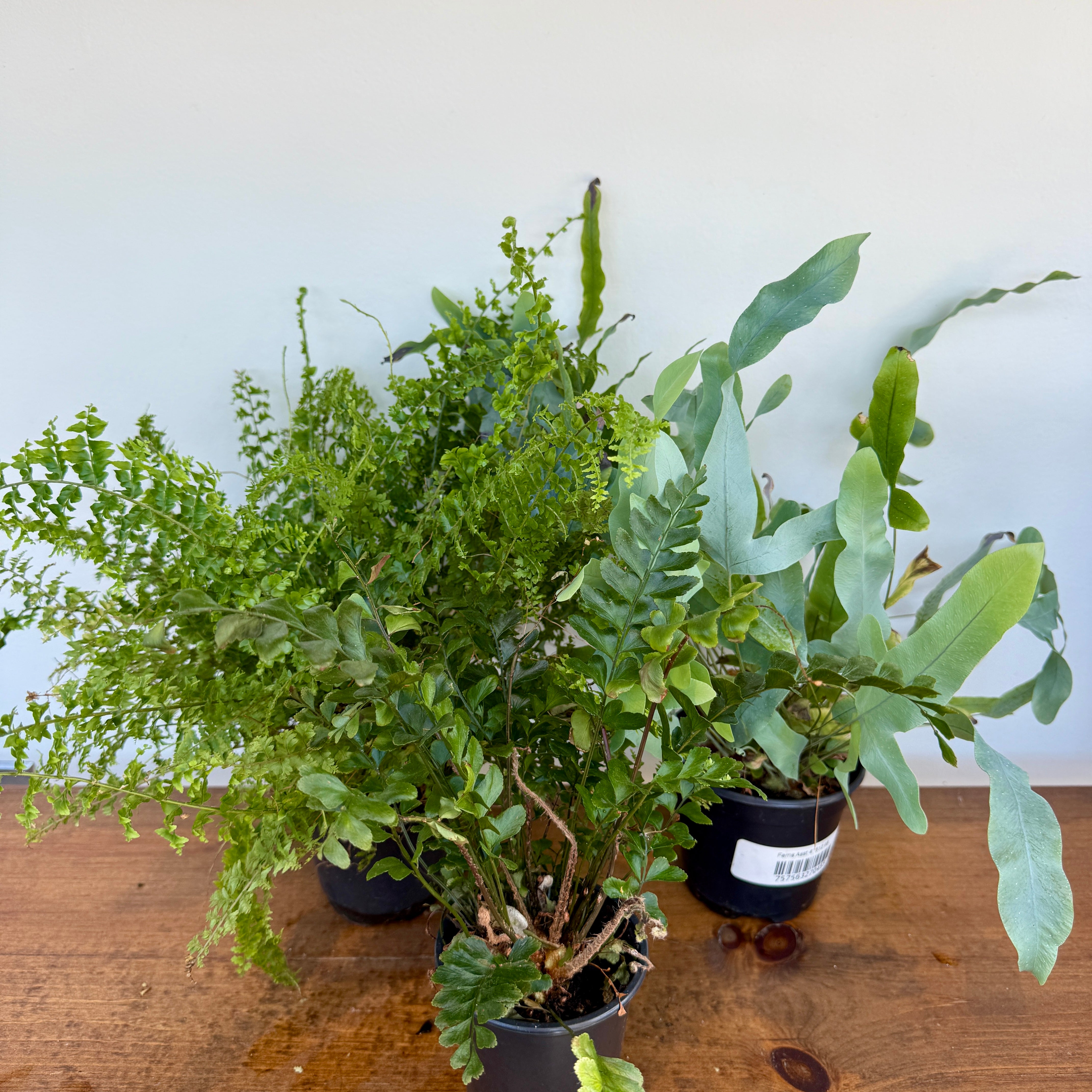 Ferns (Assorted Ferns) - 4" Pot
