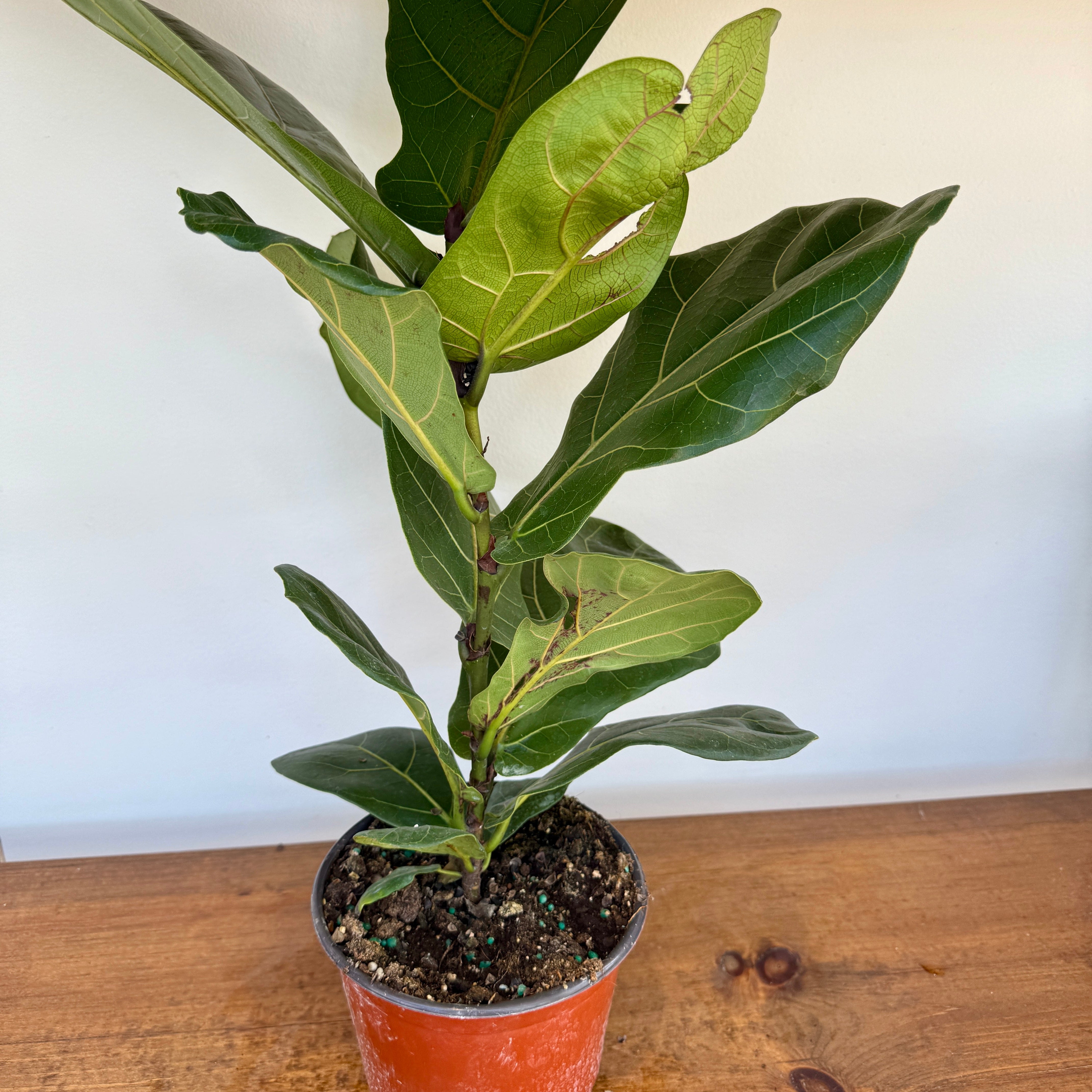 Fiddle Leaf Fig (Ficus lyrata) - 6" Pot - Bush