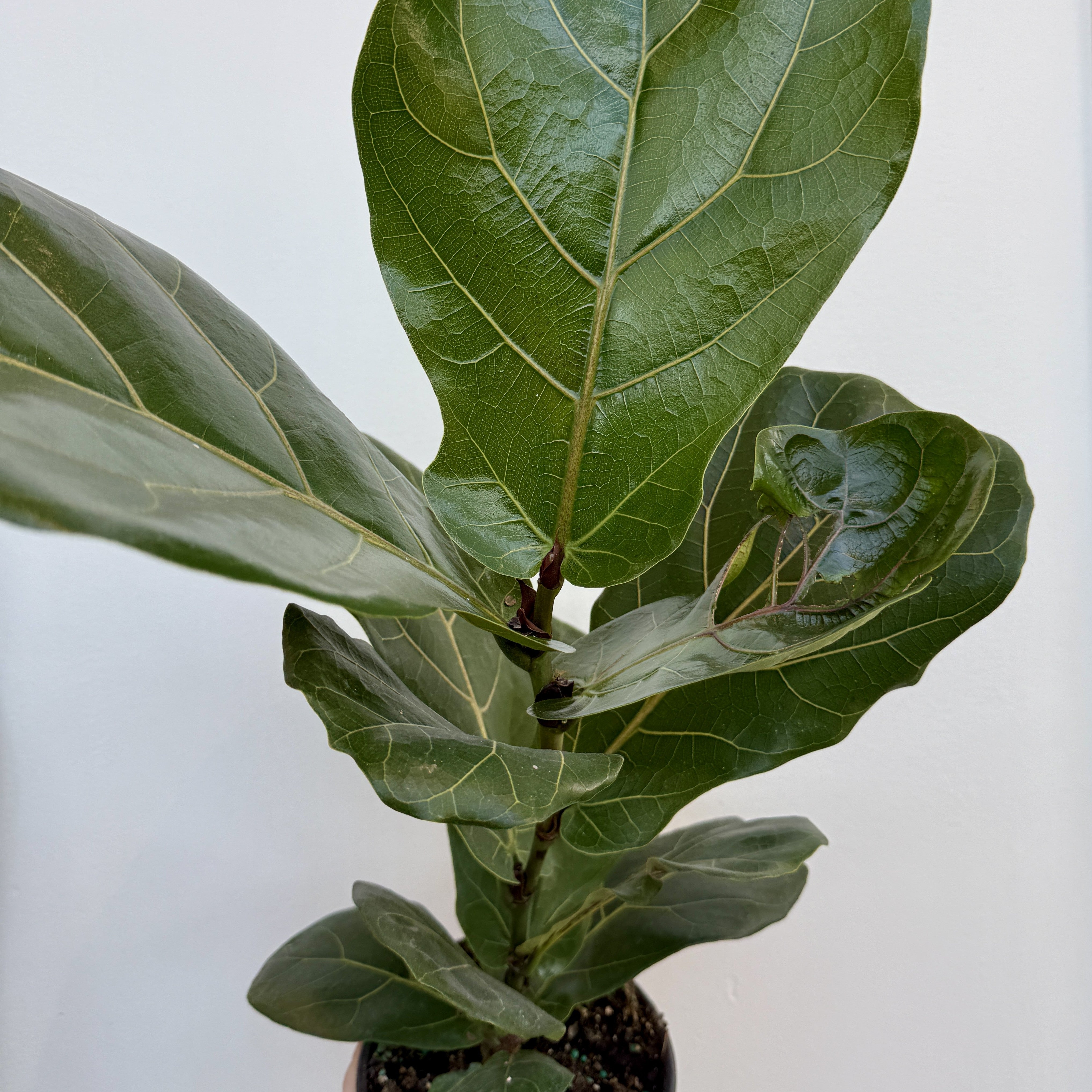 Fiddle Leaf Fig (Ficus lyrata) - 6" Pot - Bush