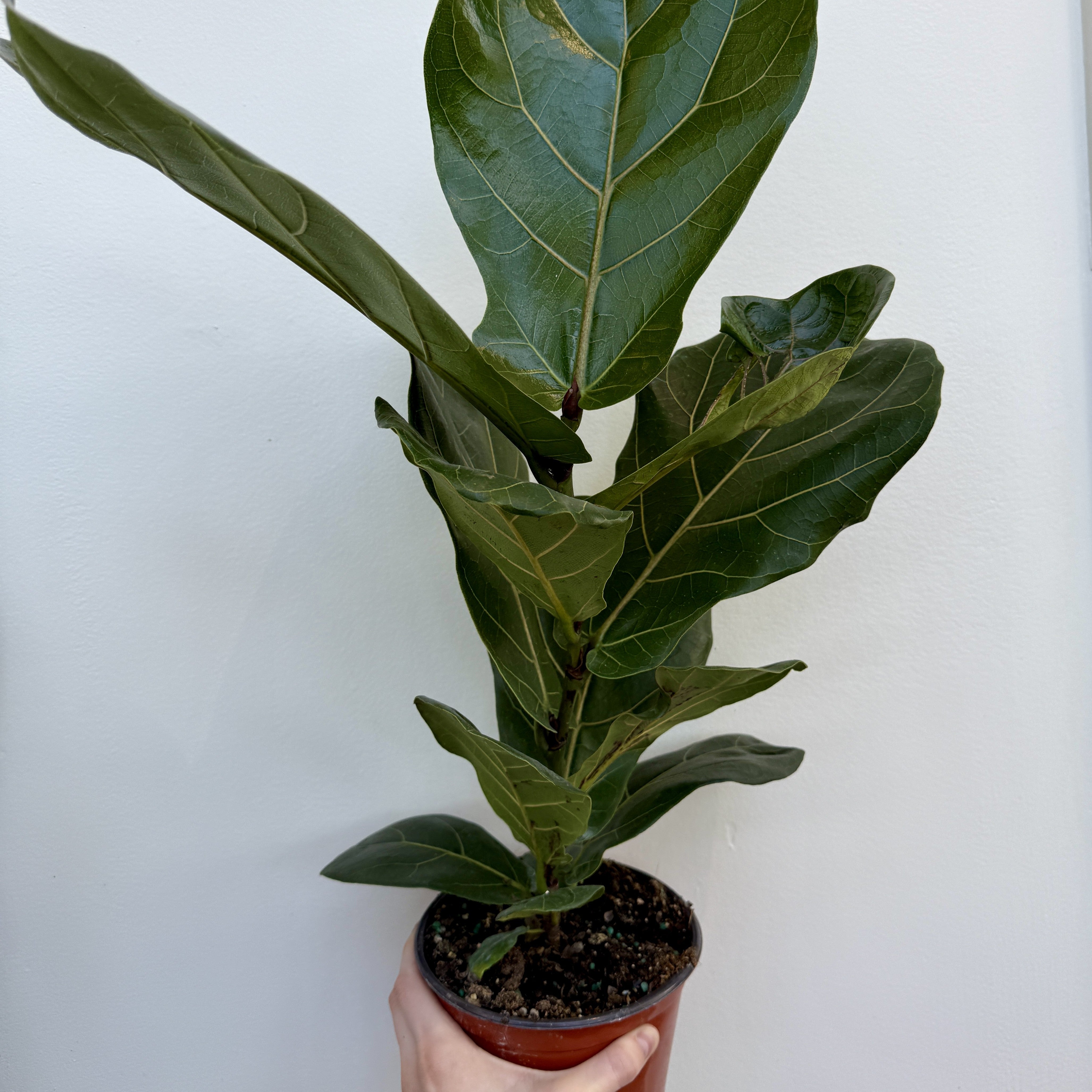 Fiddle Leaf Fig (Ficus lyrata) - 6" Pot - Bush