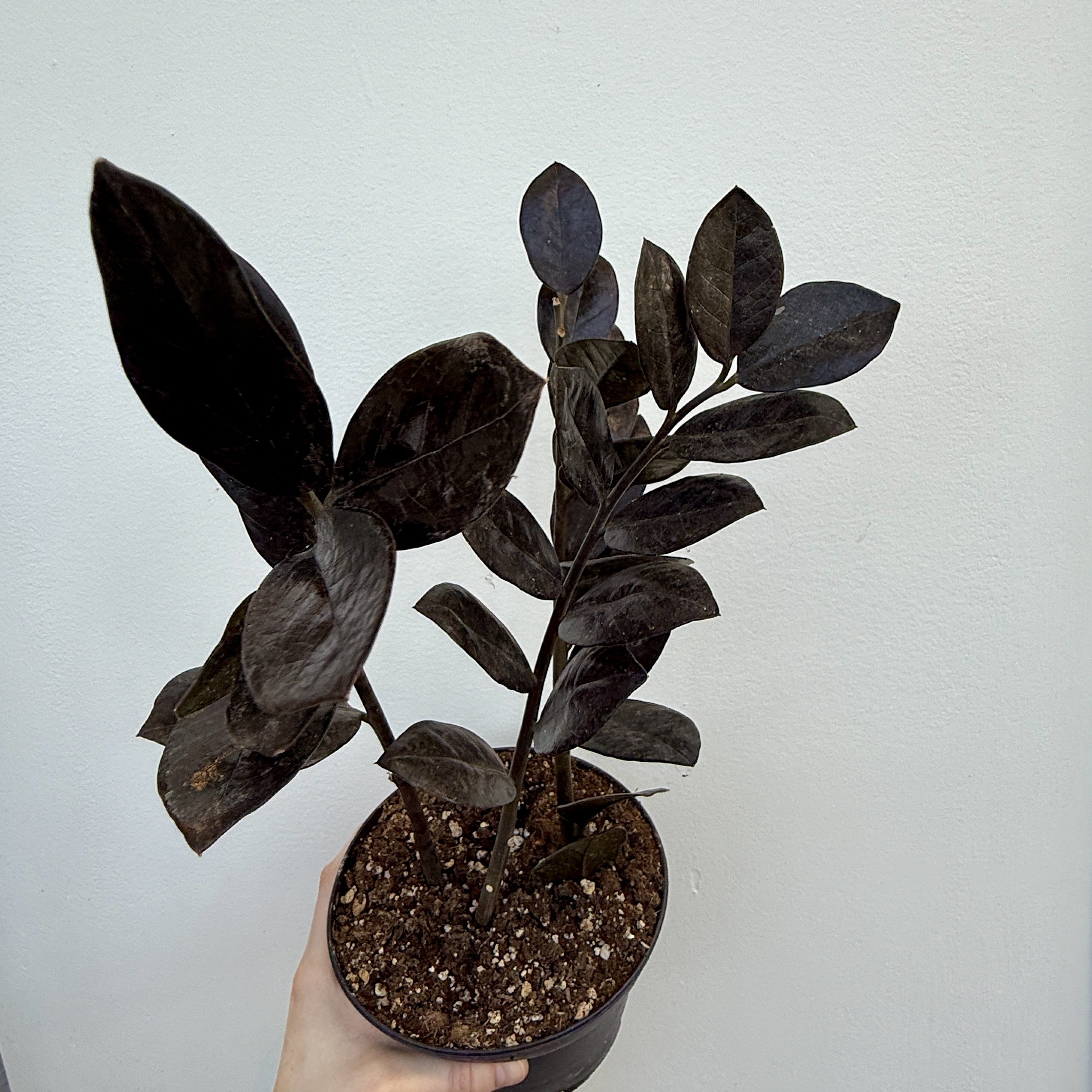 ZZ Plant 'Nova Star' (Zamioculcas zamiifolia 'Nova Star') - 6" Pot