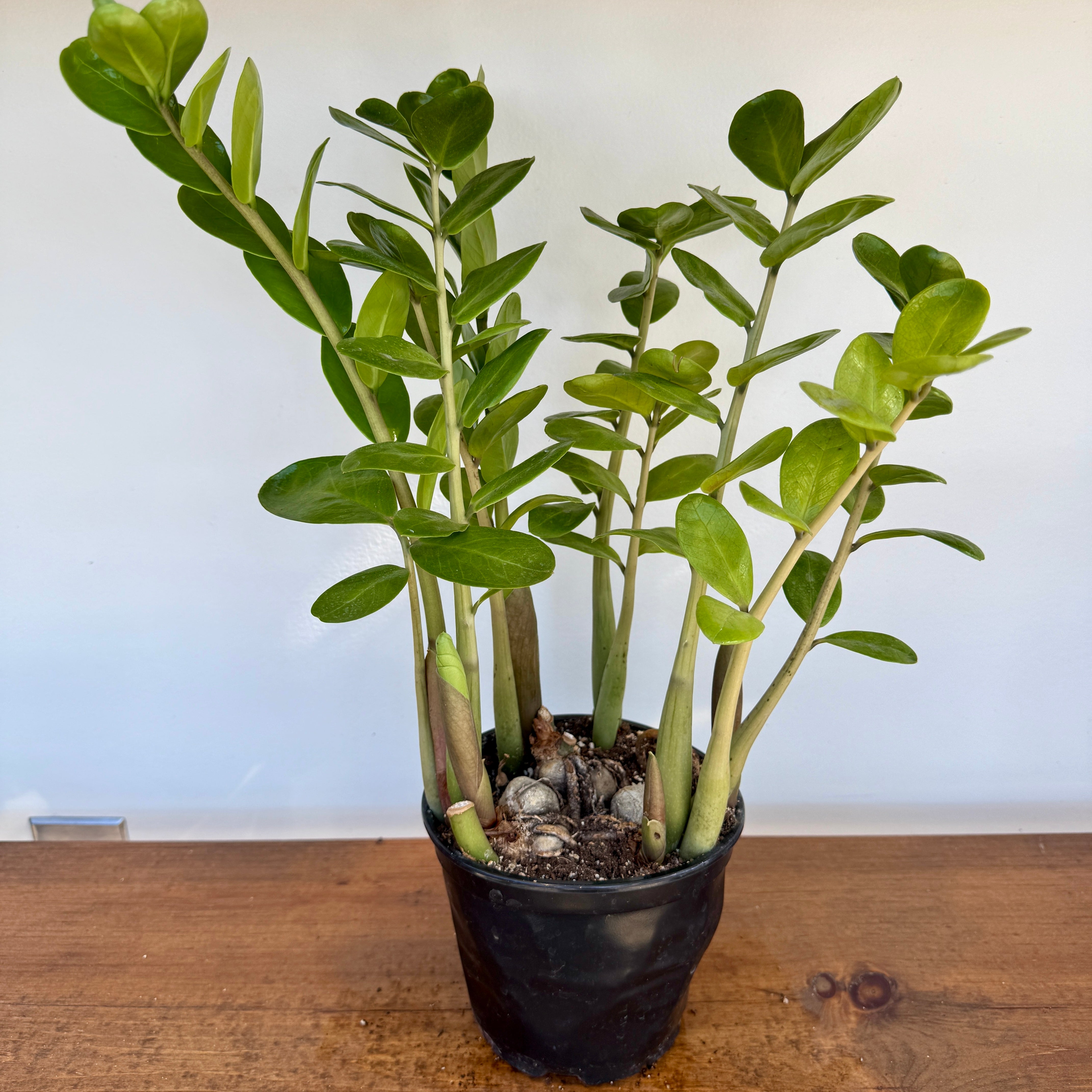 ZZ Plant (Zamioculcas zamiifolia) - 6" Pot