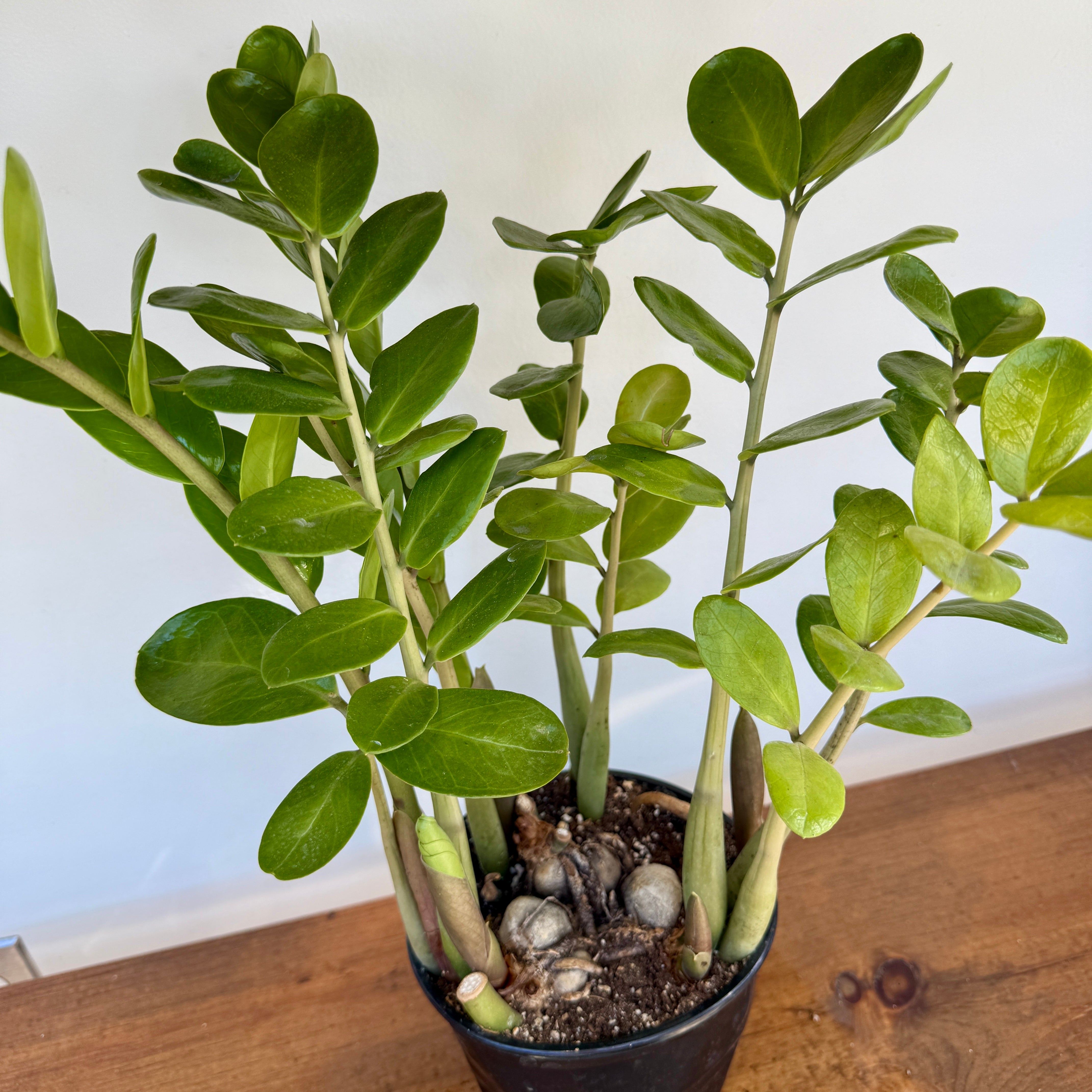 ZZ Plant (Zamioculcas zamiifolia) - 6" Pot