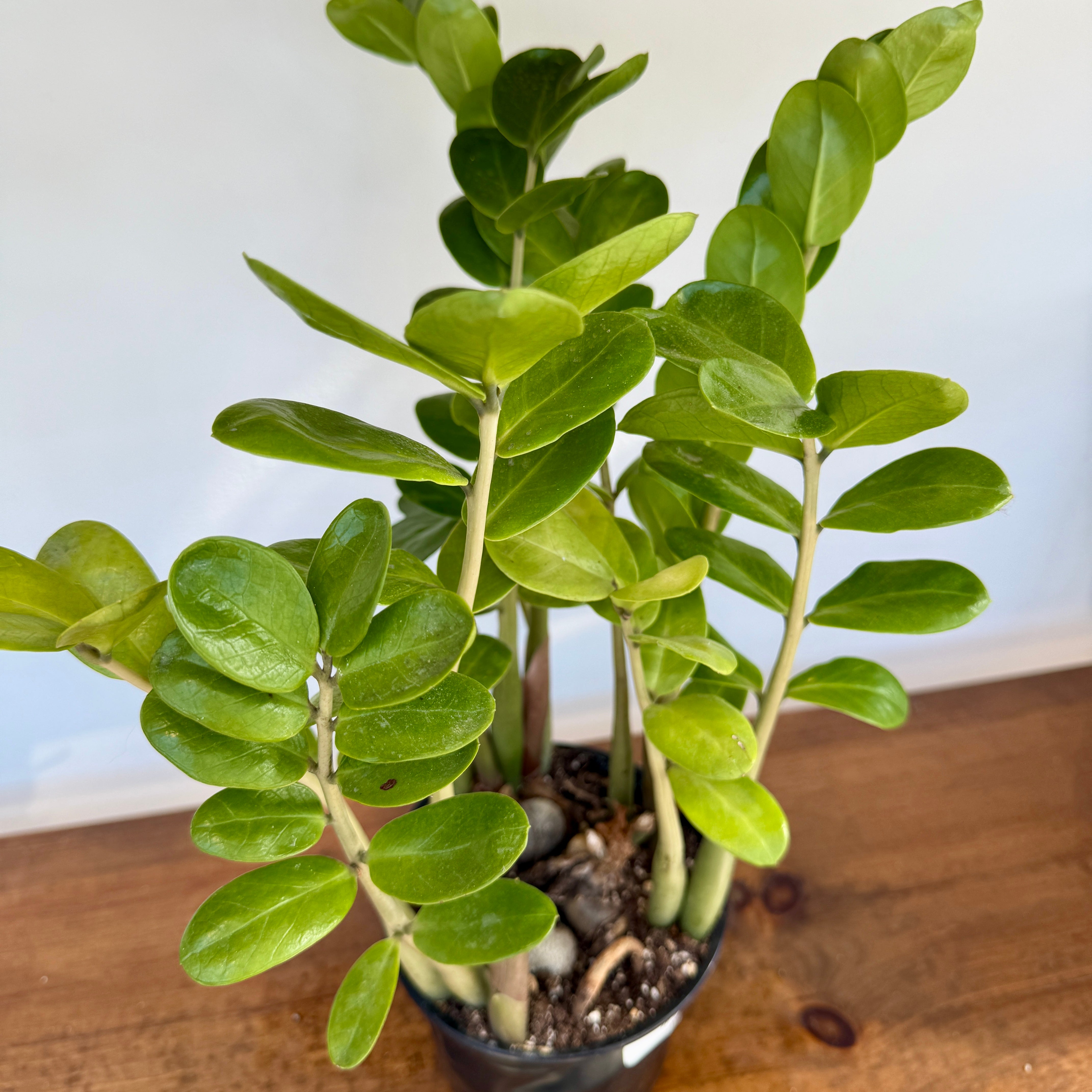 ZZ Plant (Zamioculcas zamiifolia) - 6" Pot