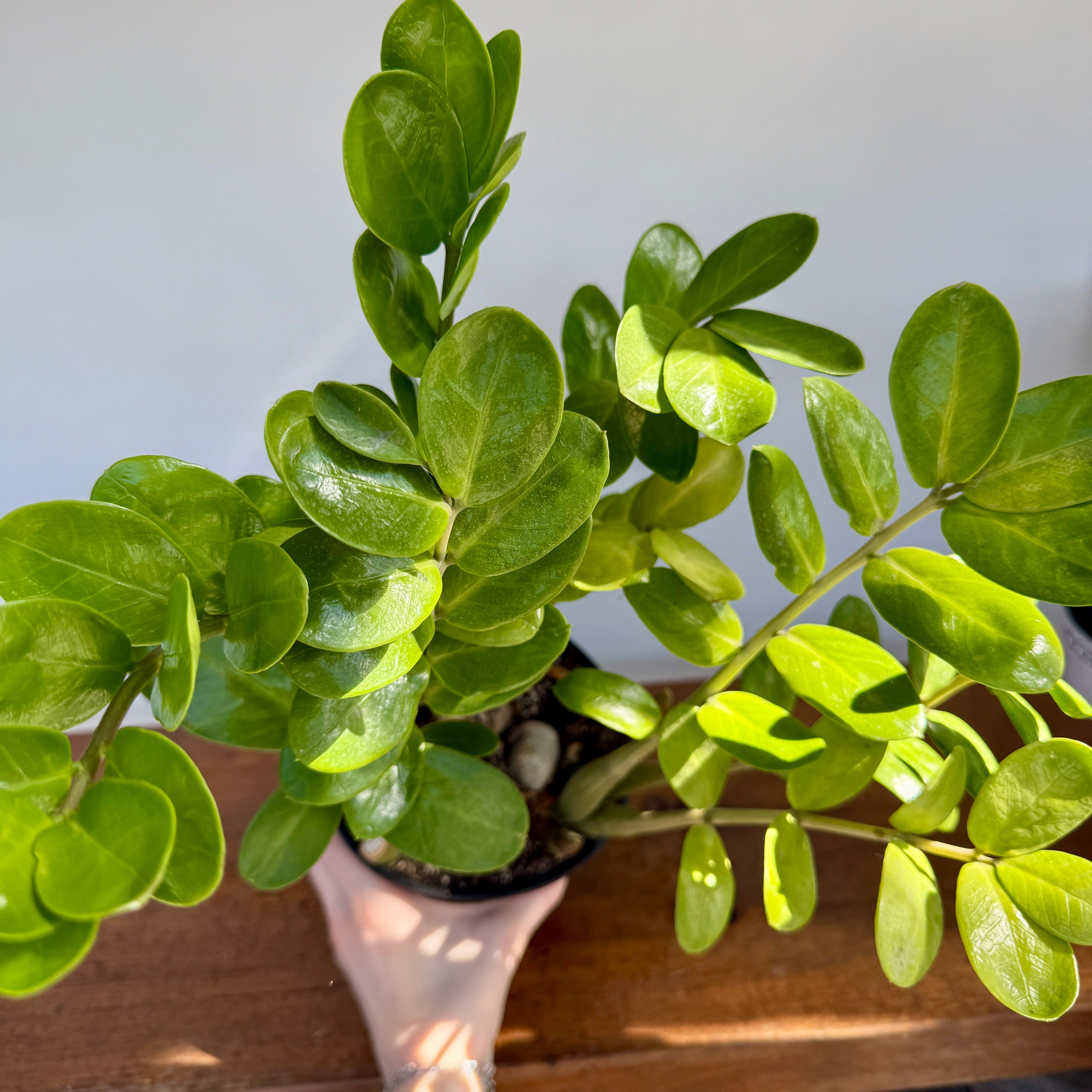 ZZ Plant (Zamioculcas zamiifolia) - 6" Pot