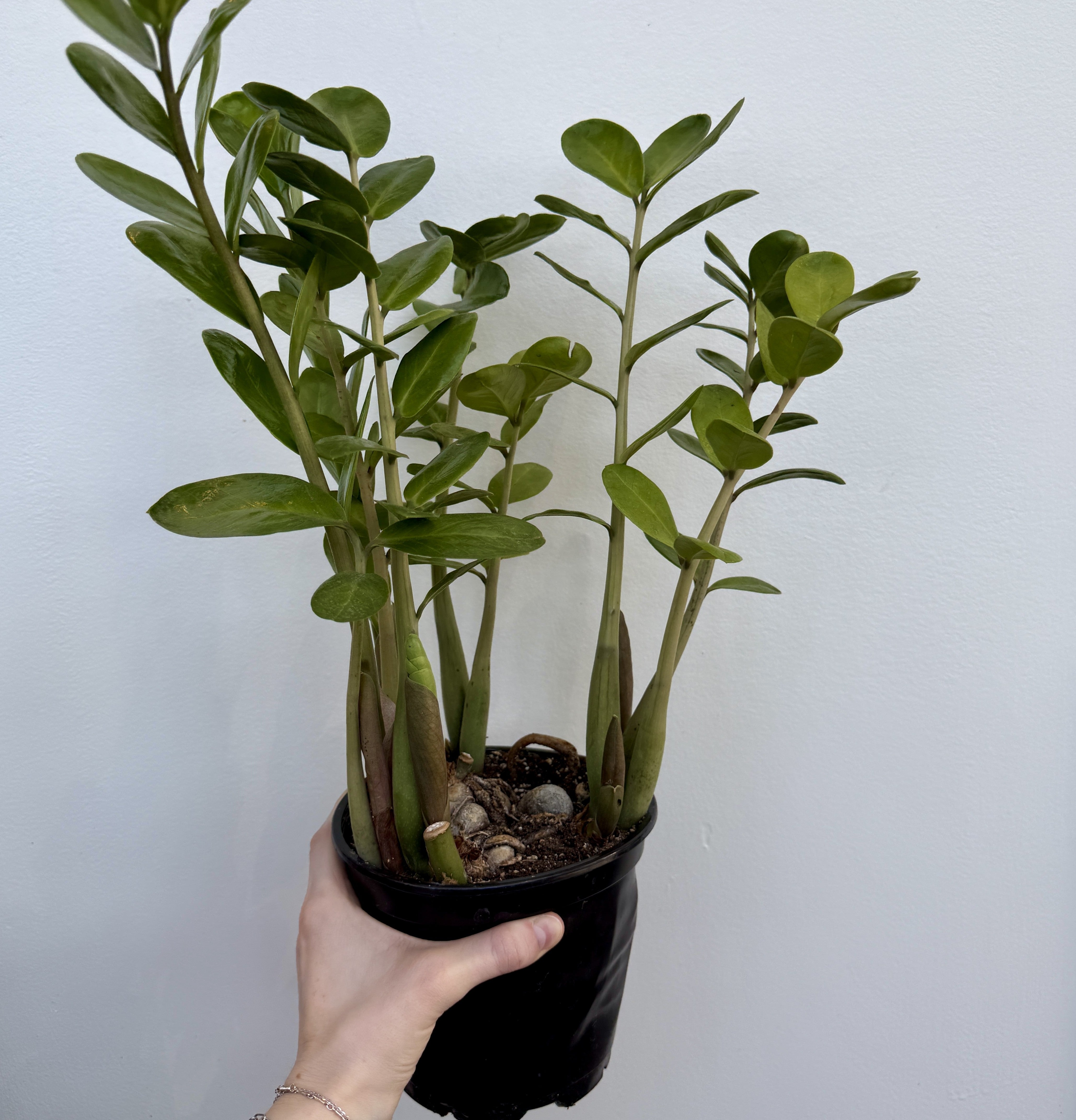 ZZ Plant (Zamioculcas zamiifolia) - 6" Pot