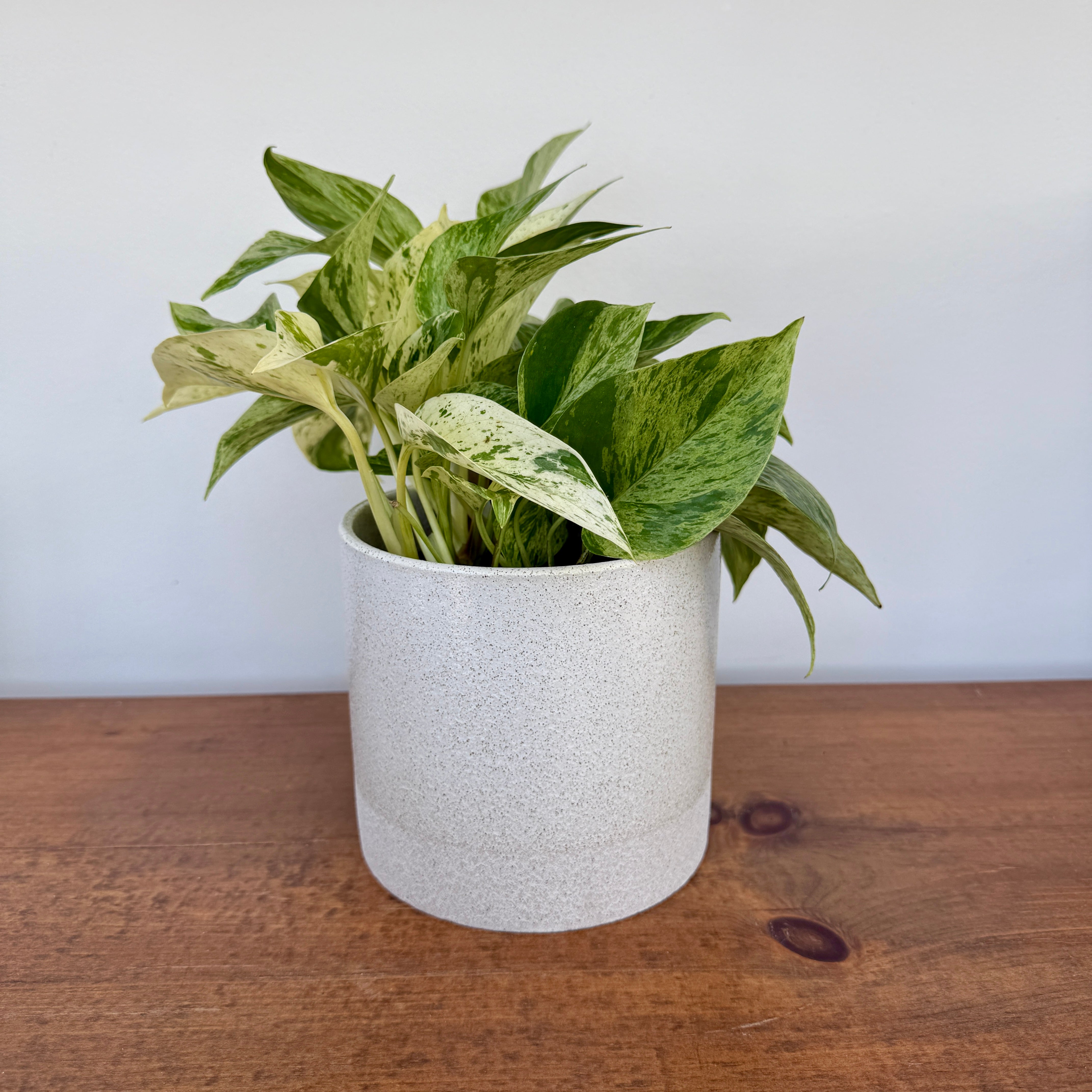 Downy Pot - 5.5" x 5"
