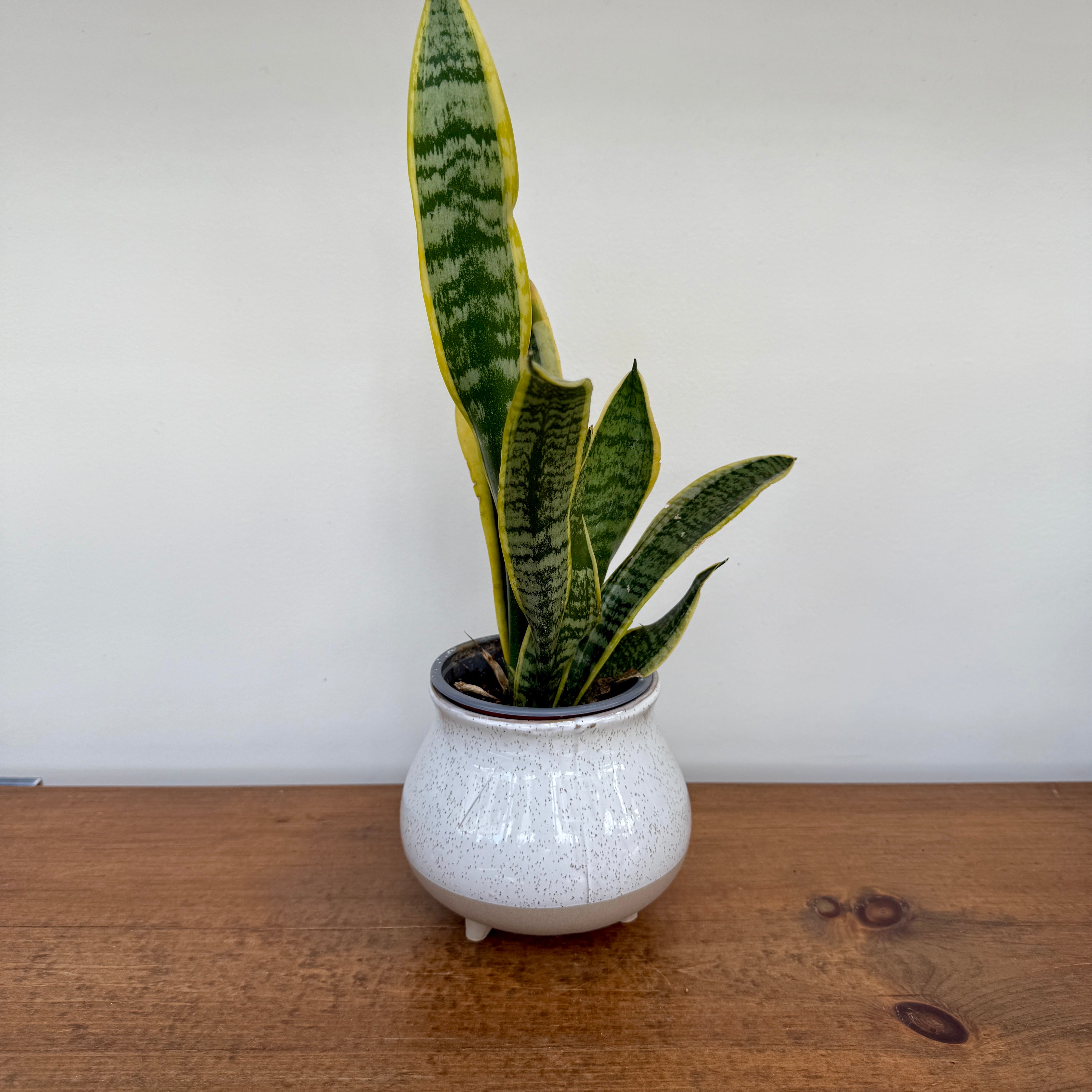 Blair Pot - 5.25" x 4.25"