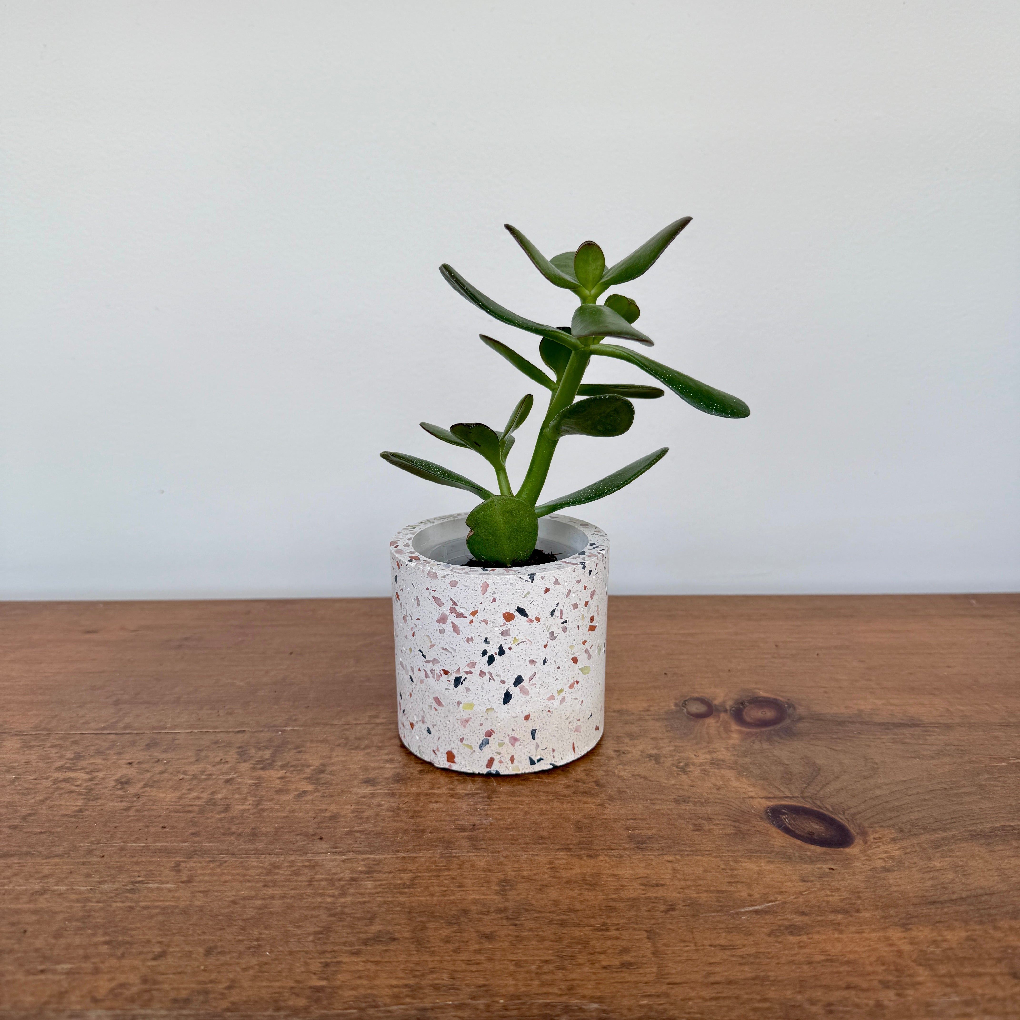 Terrazzo Pot - 3" x 2.75"