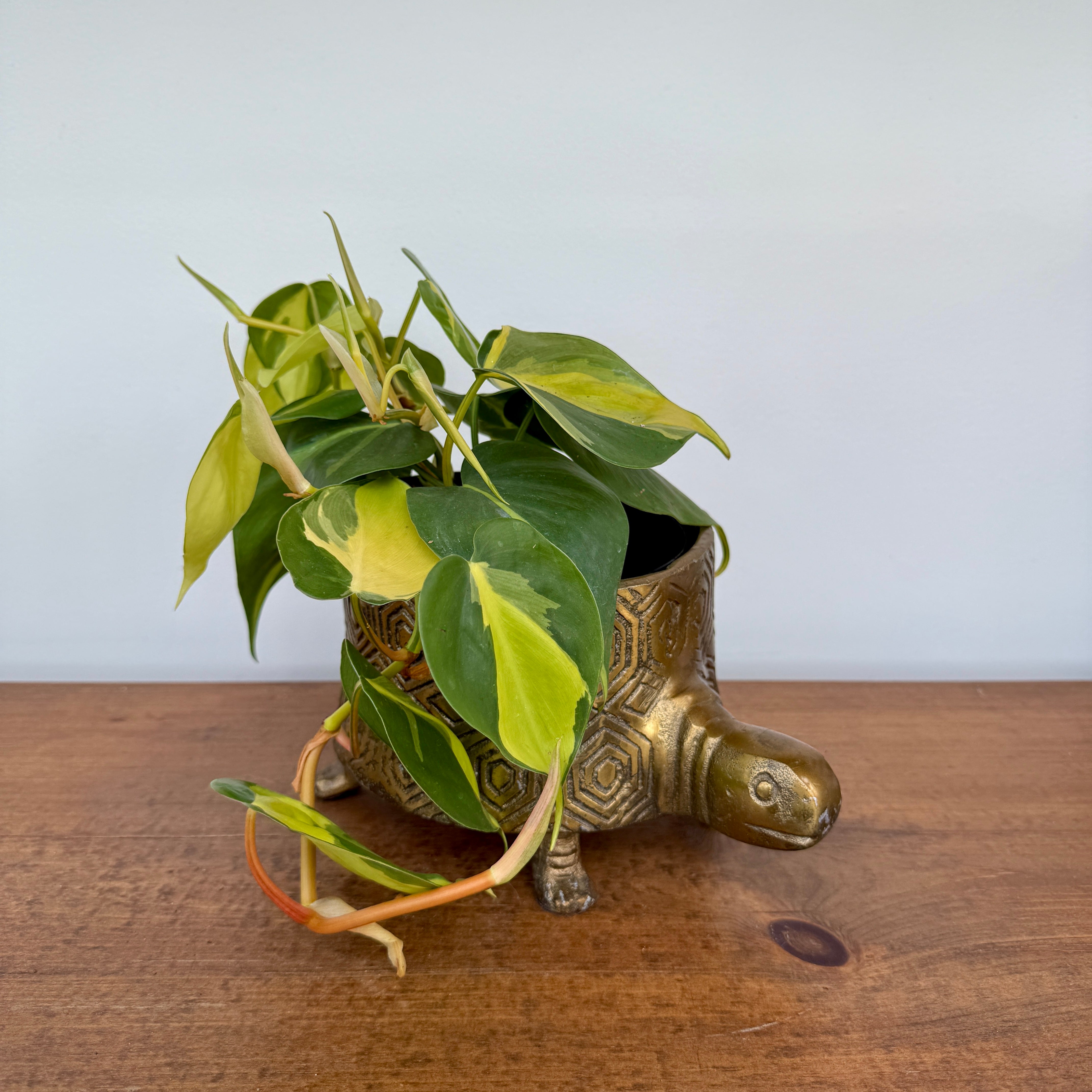 Tommie Turtle Pot - 8.75" x 6.5" x 4.75"