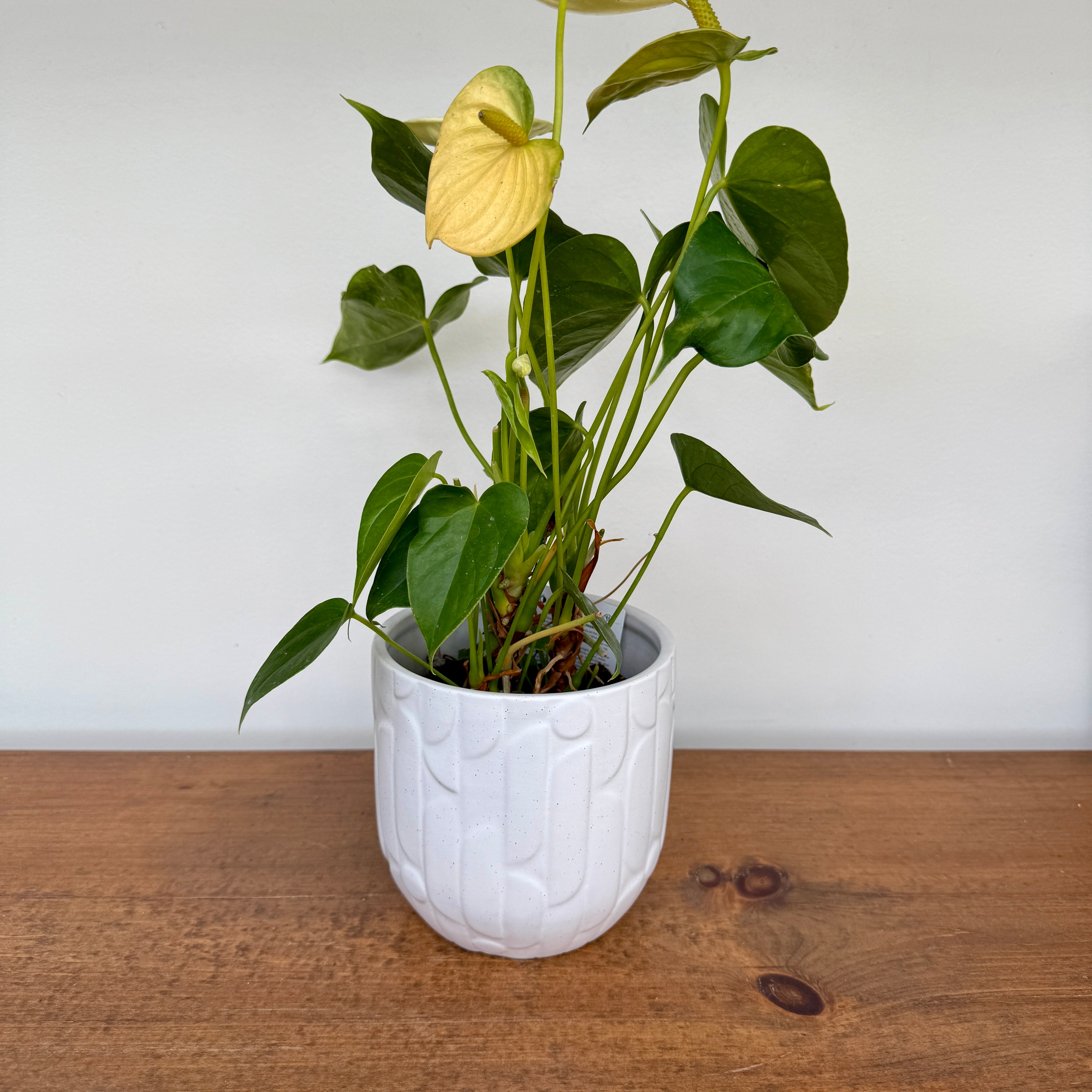 Winslow Pot - 5.75" x 5" - White