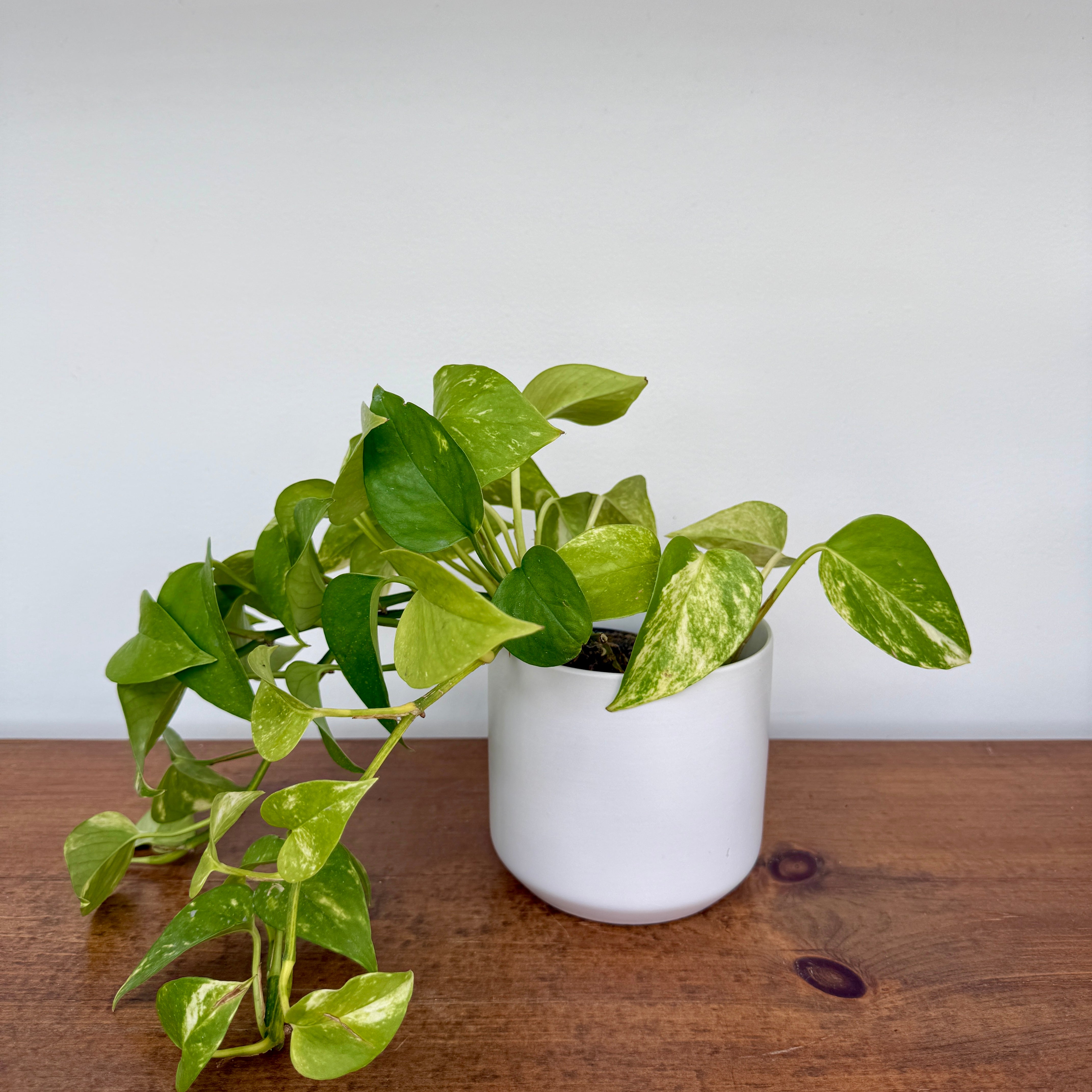 Kendall Pot - 4.75" x 4.5" - White