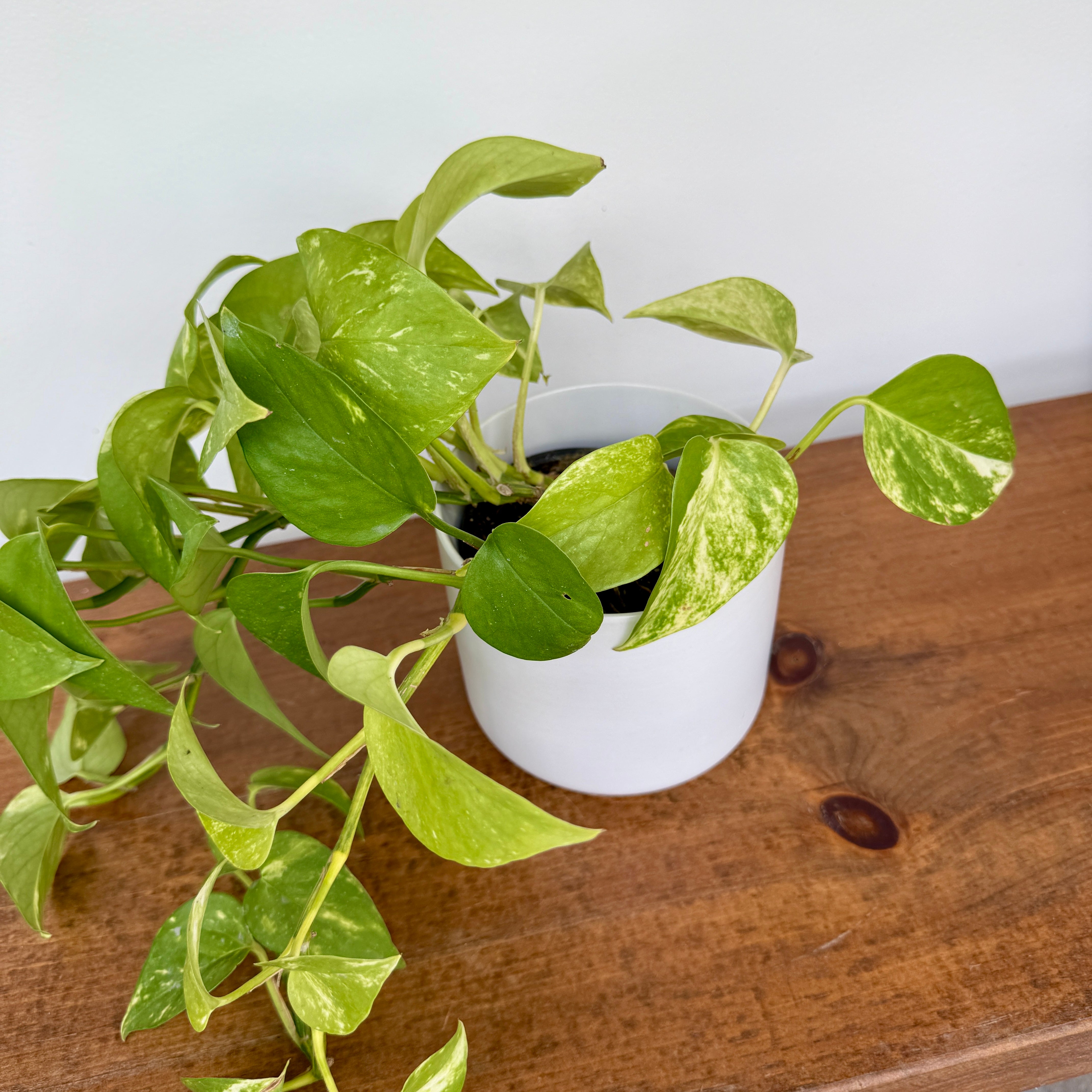 Kendall Pot - 4.75" x 4.5" - White