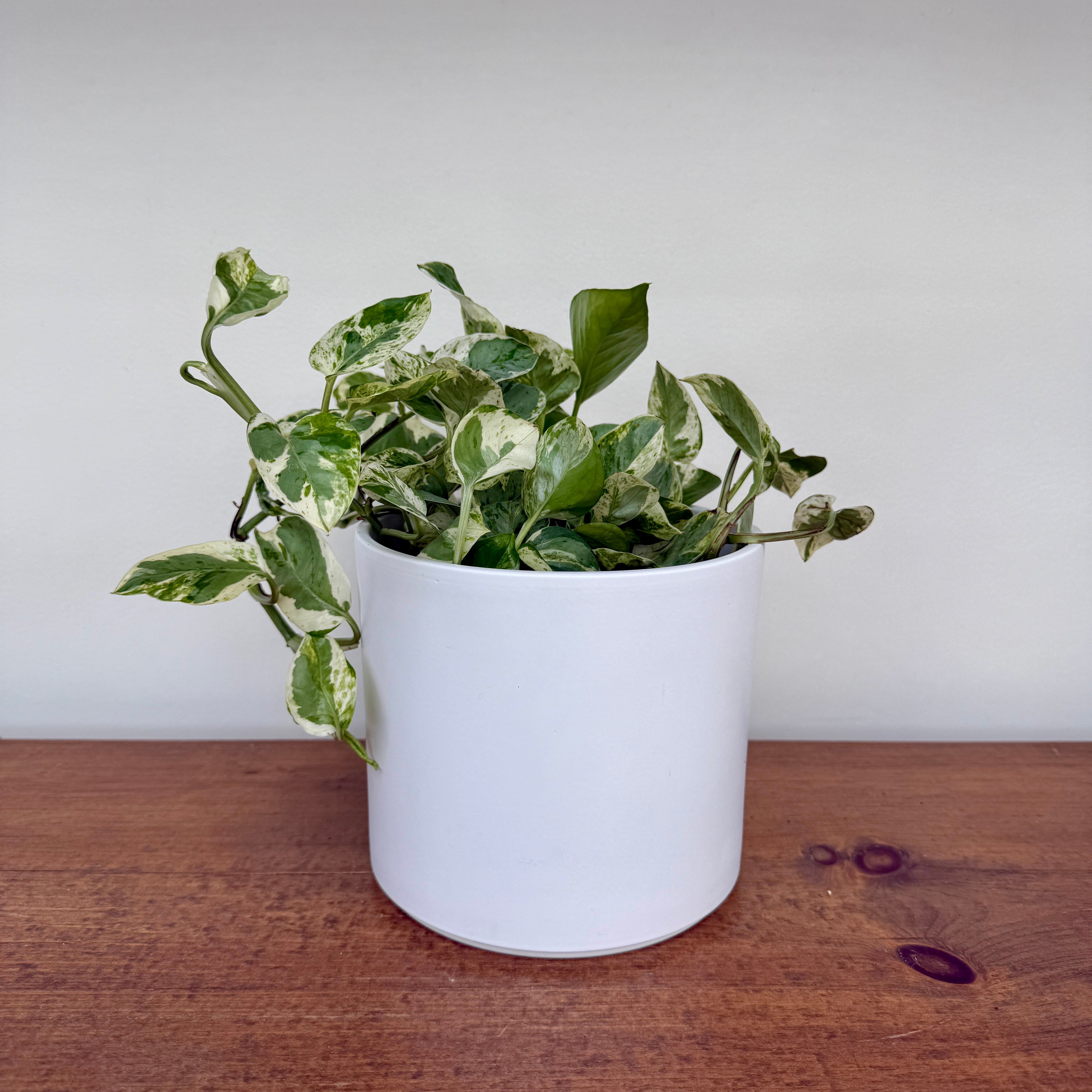 Pillar Pot - 6"