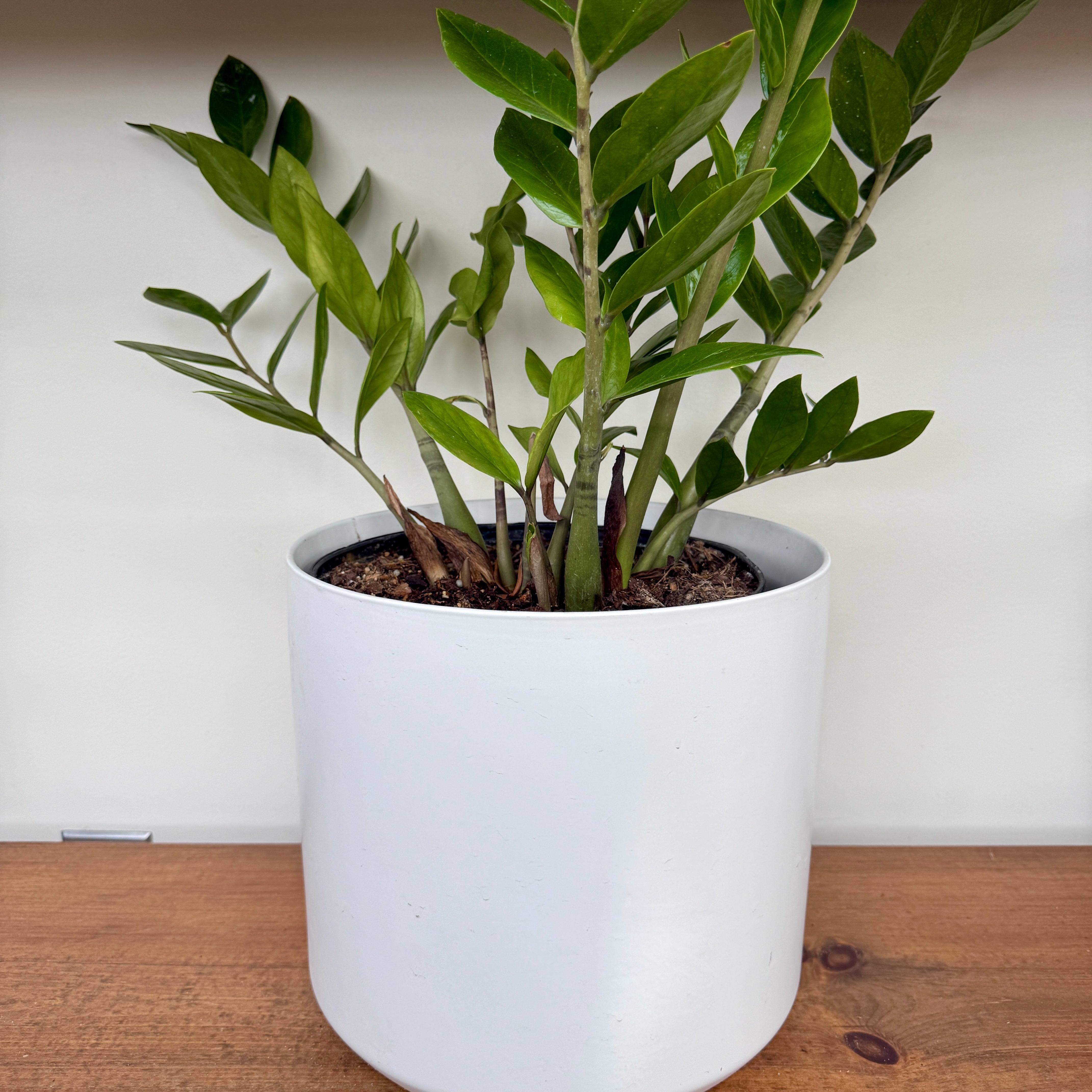 Kendall Pot - 10.75" x 10" - White