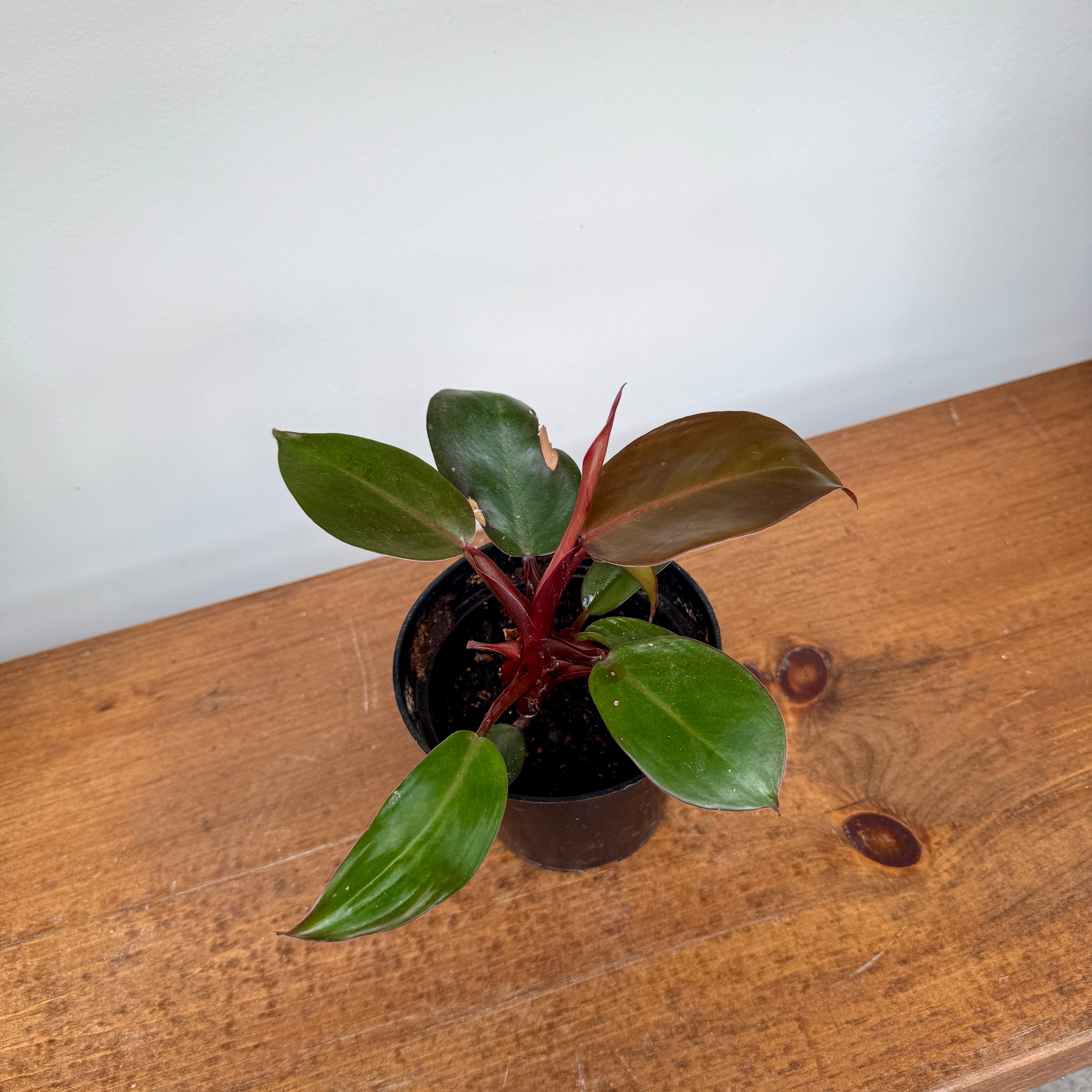 Philodendron 'Prince of Orange' (Philodendron erubescens 'Prince of Orange') - 4" Pot