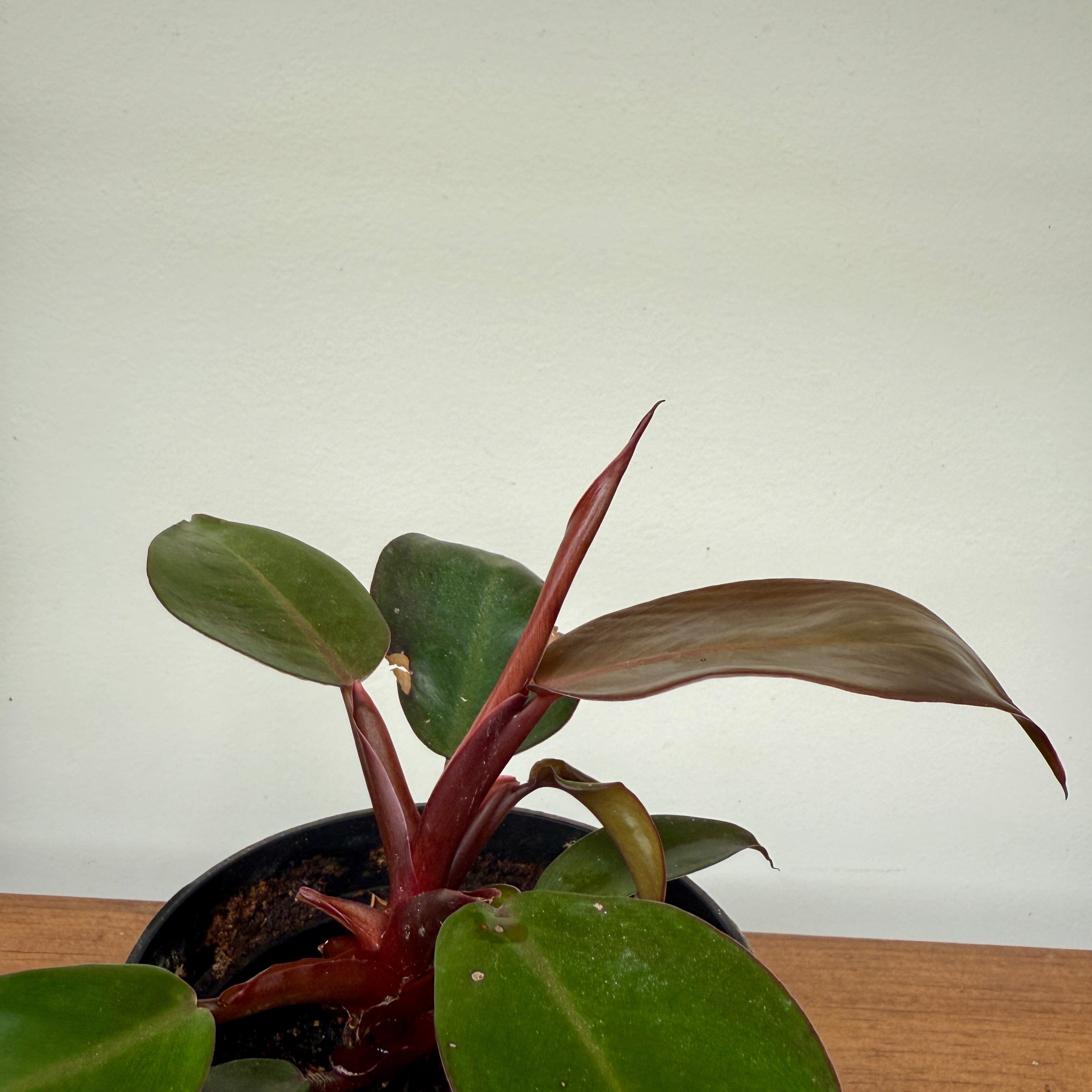 Philodendron 'Prince of Orange' (Philodendron erubescens 'Prince of Orange') - 4" Pot