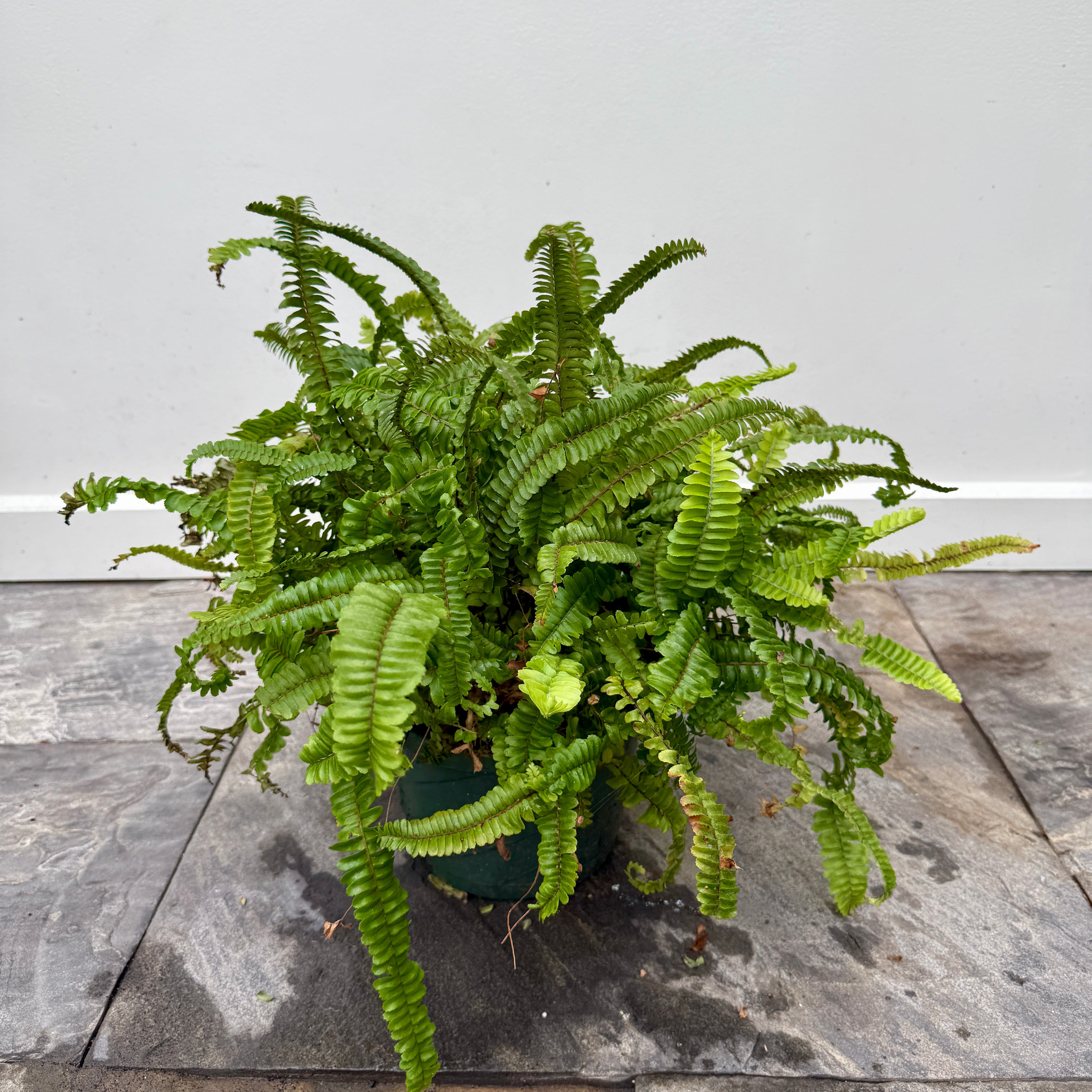 Kimberly Queen Fern (Nephrolepis obliterata) - 10" Pot