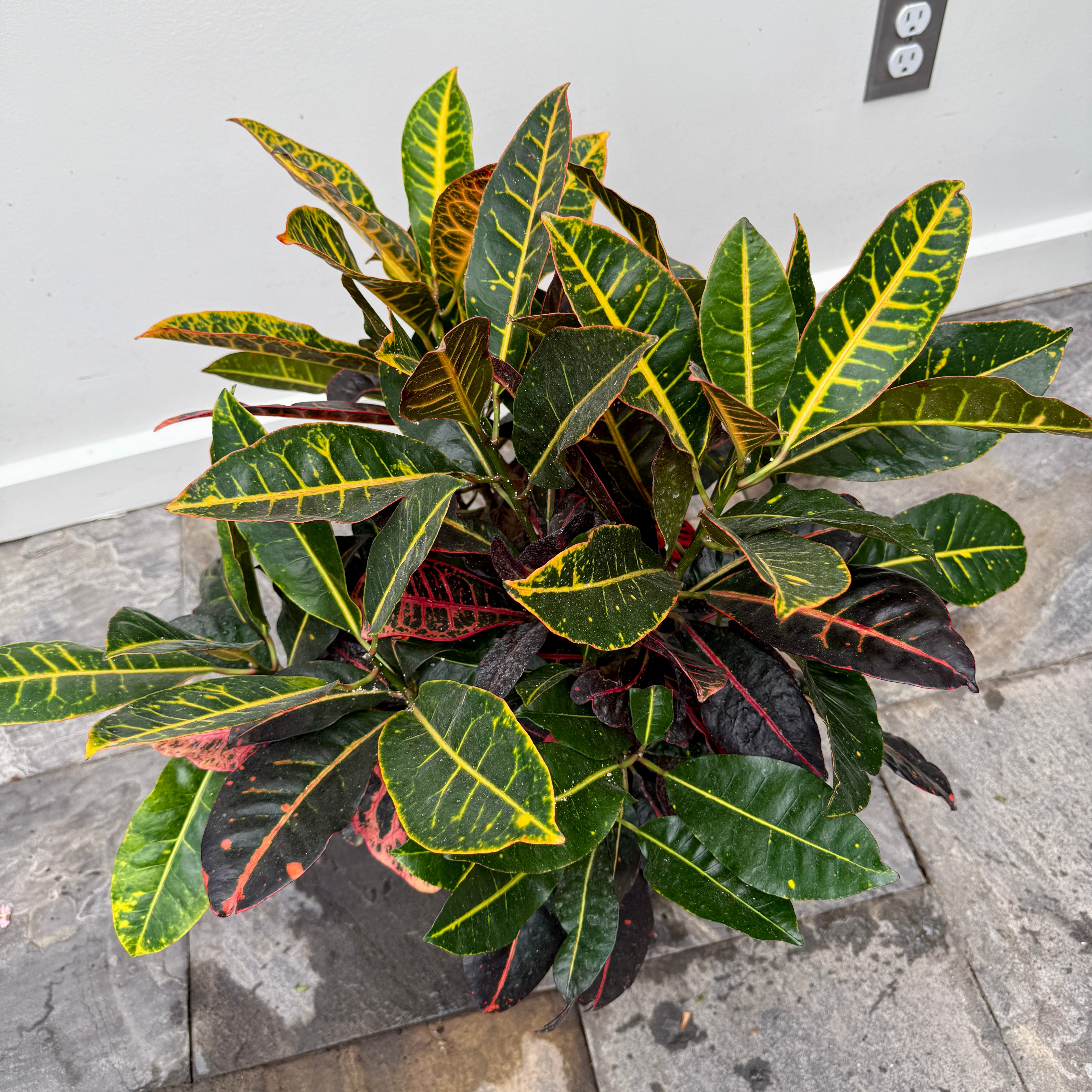Croton 'Petra' (Codiaeum variegatum 'Petra') - 10" Pot - 3ppp