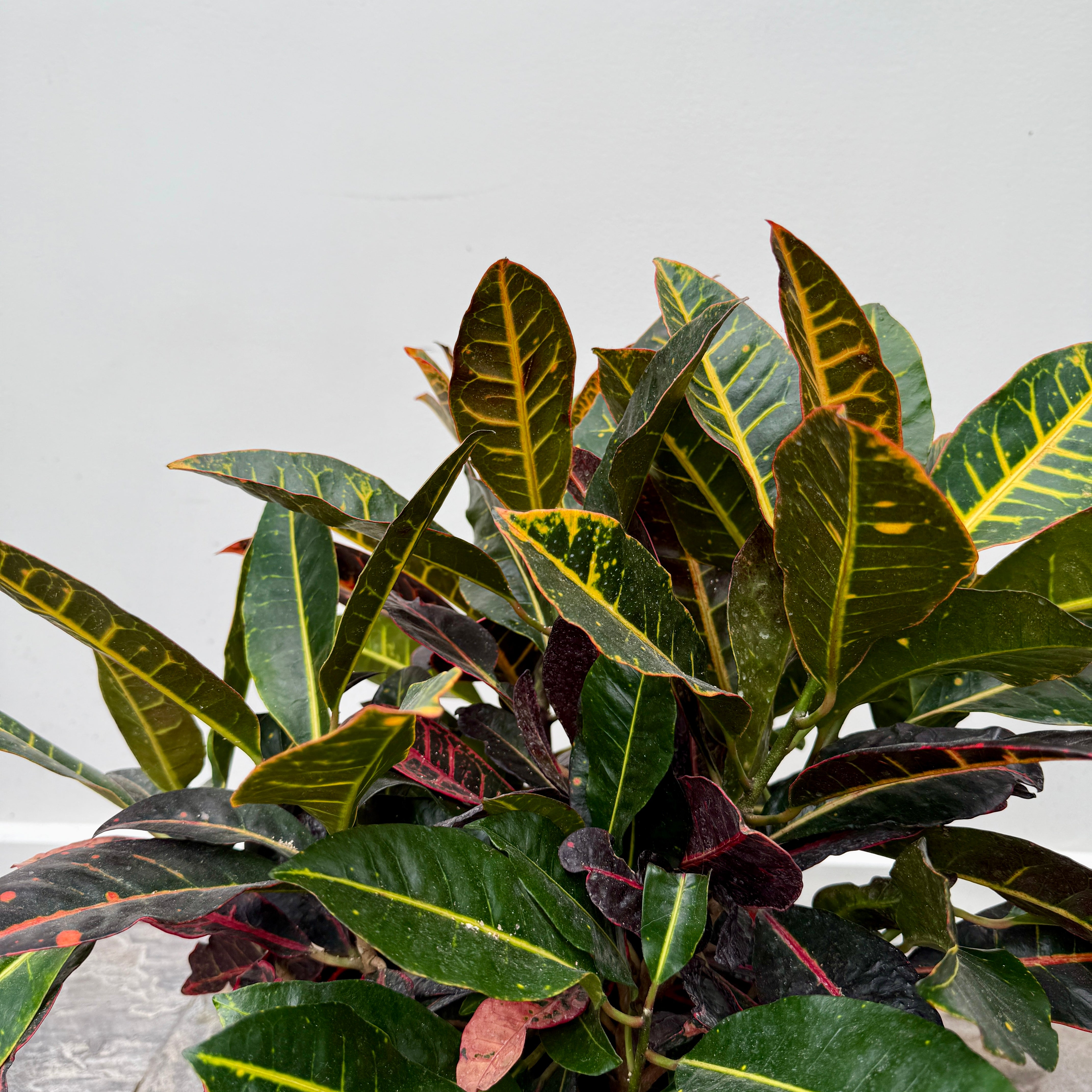 Croton 'Petra' (Codiaeum variegatum 'Petra') - 10" Pot - 3ppp