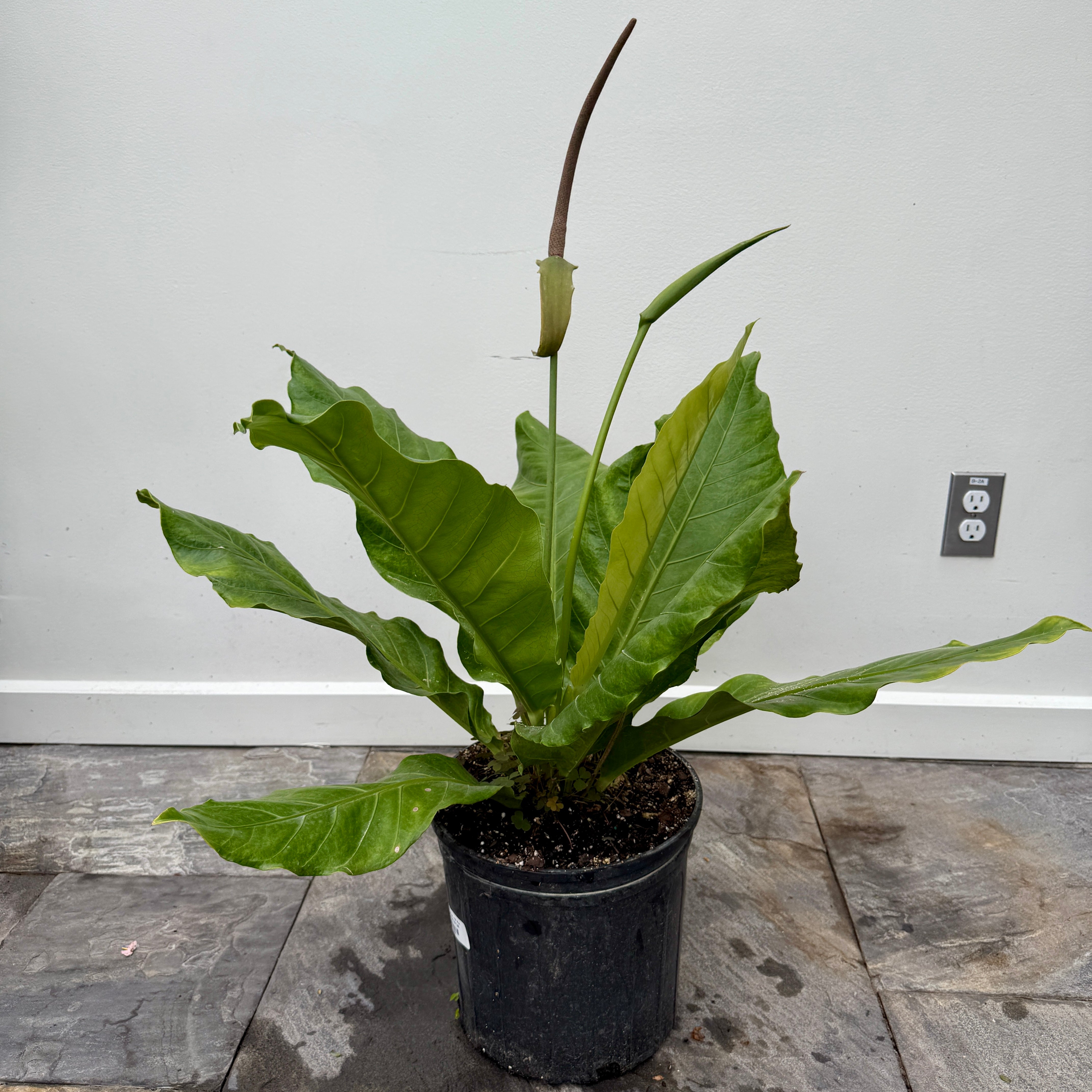 Bird's Nest Anthurium  (Anthurium hookeri) - 10" Pot