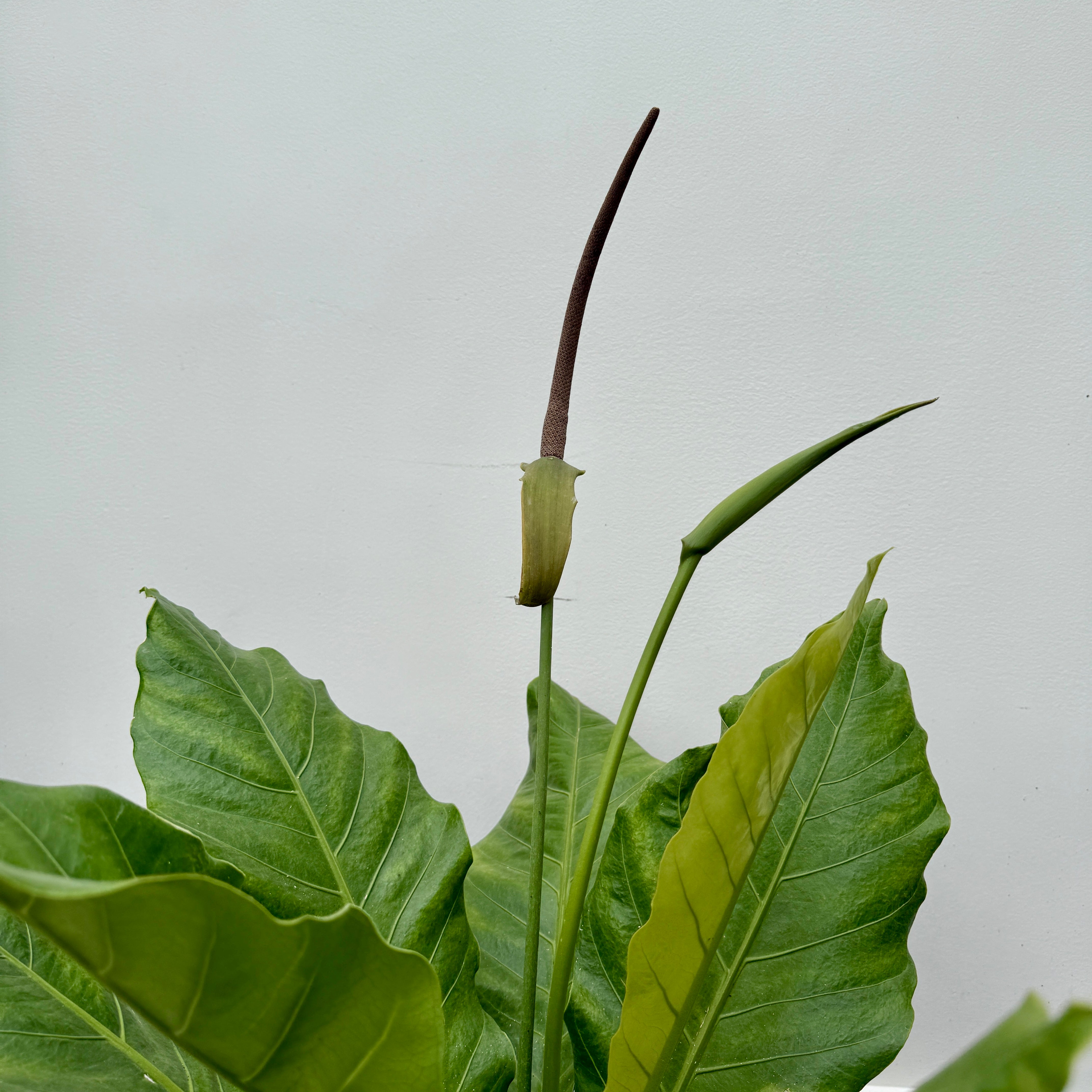 Bird's Nest Anthurium  (Anthurium hookeri) - 10" Pot