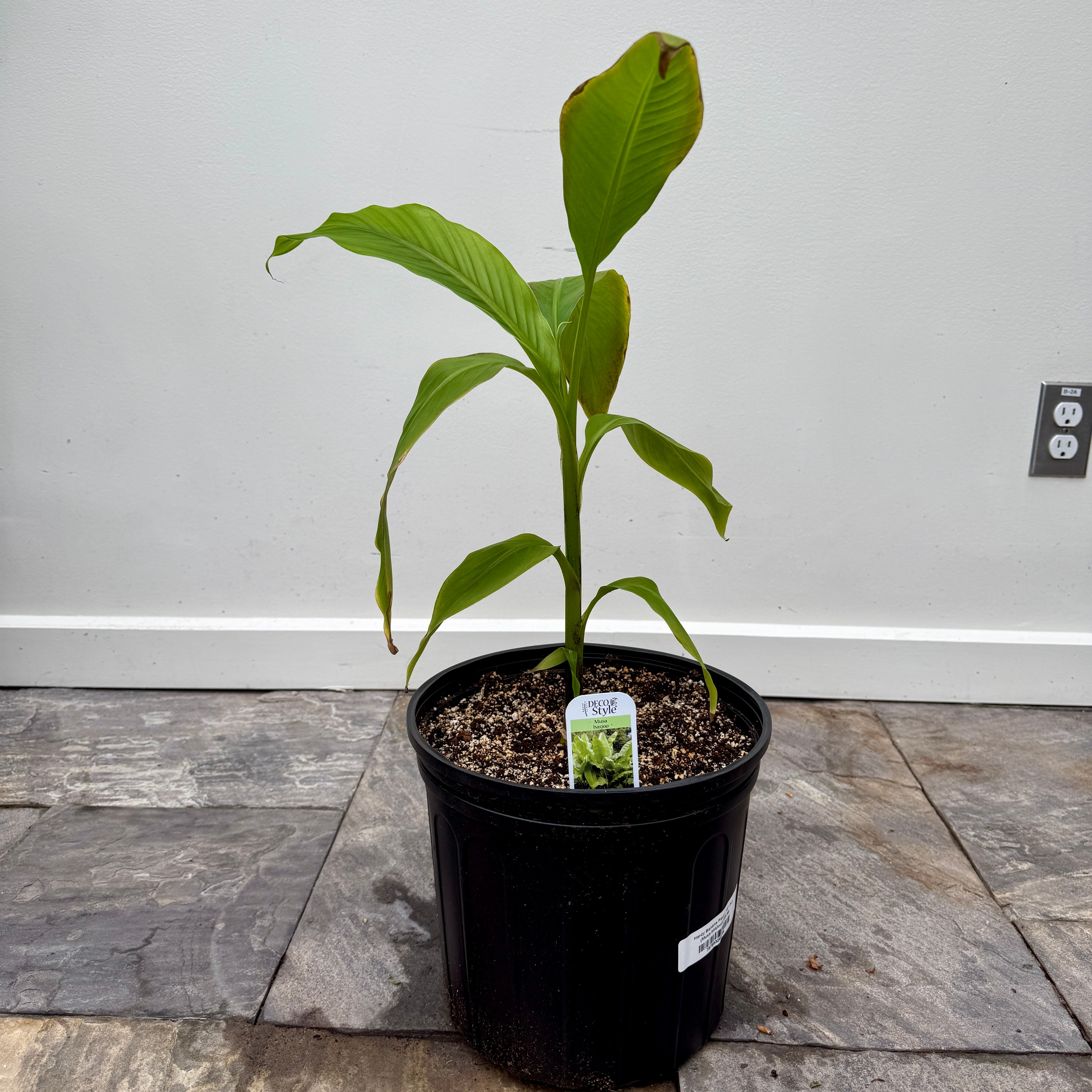 Hardy Banana Plant (Musa basjoo) - 10" Pot