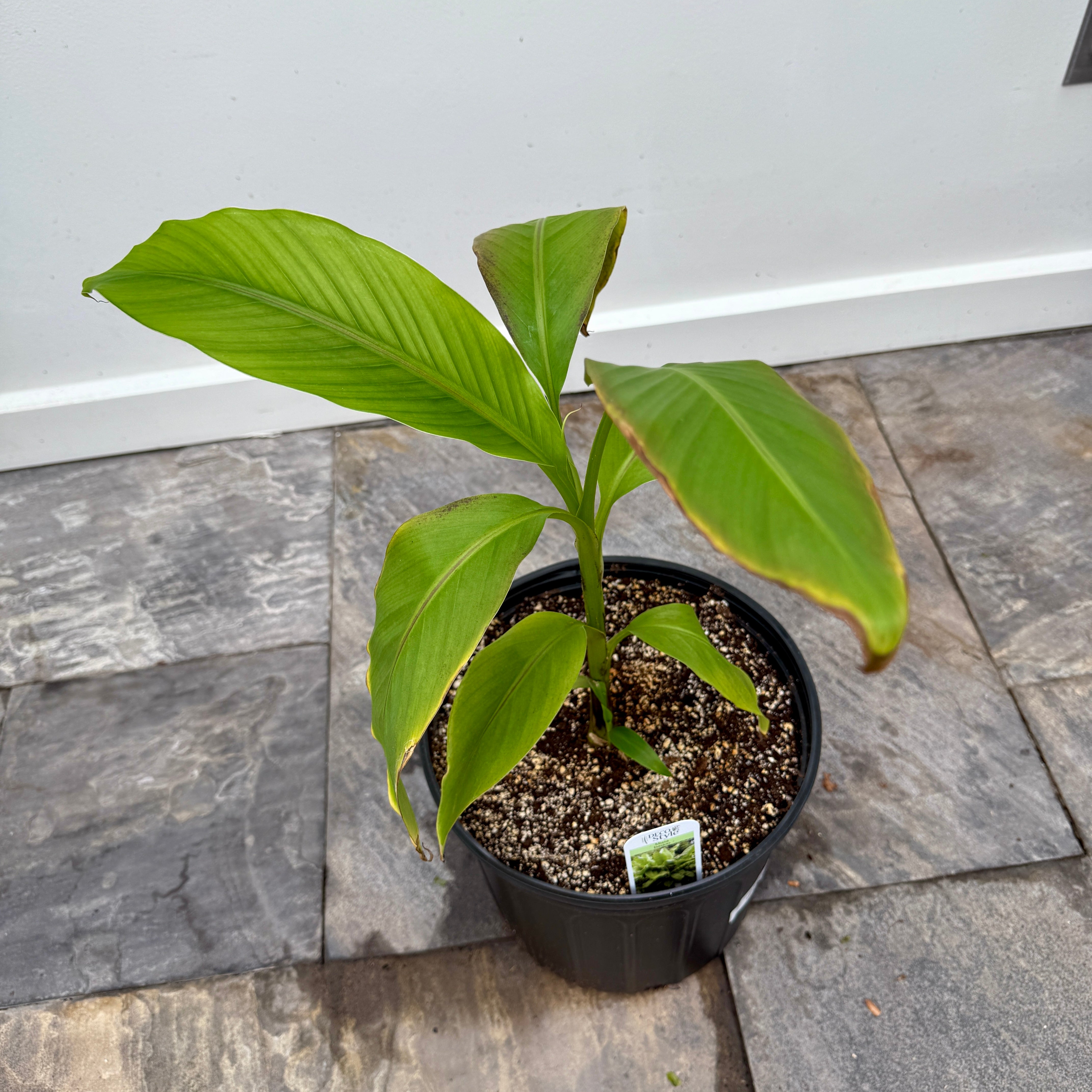 Hardy Banana Plant (Musa basjoo) - 10" Pot