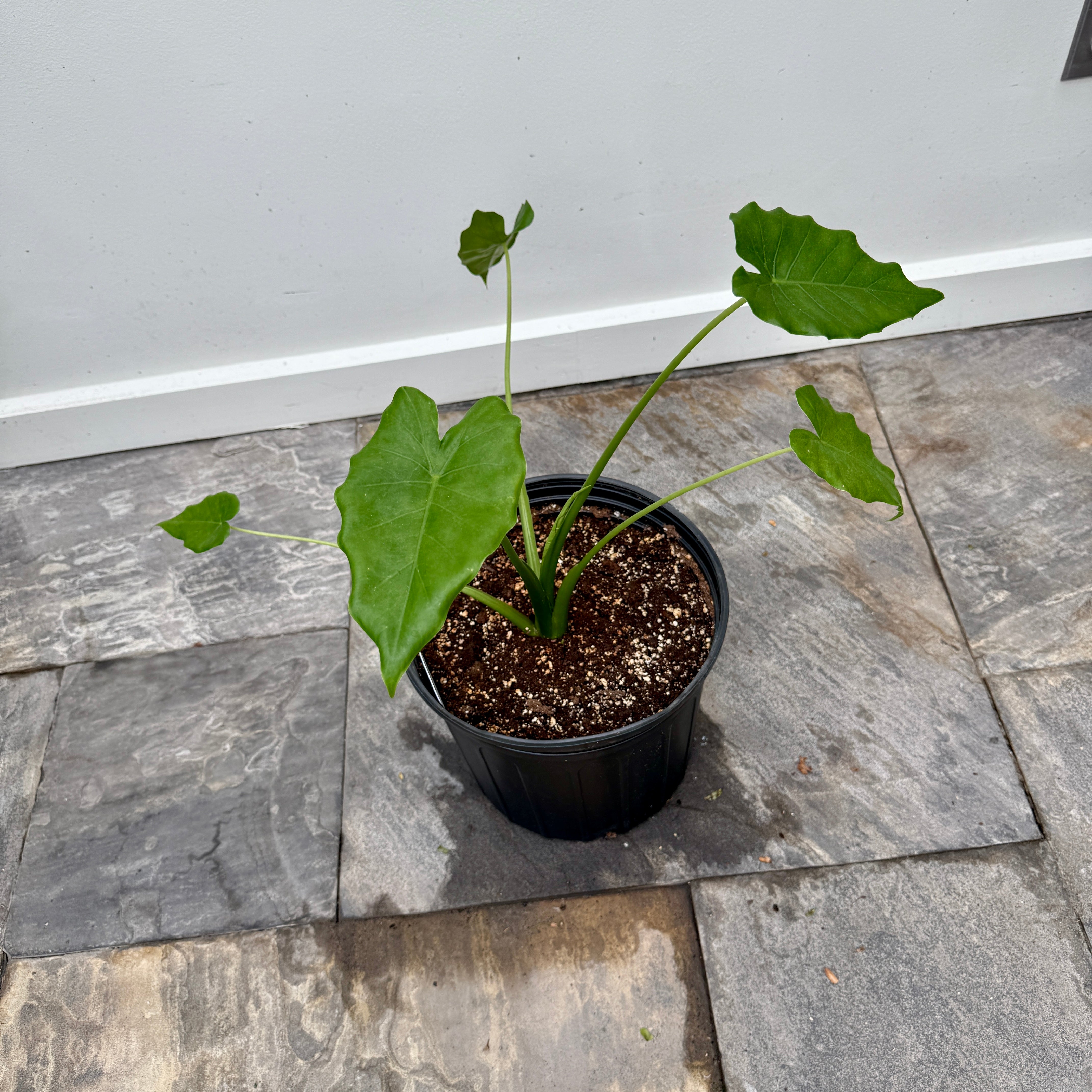 Alocasia 'California' (Alocasia gageana 'California') - 10" Pot