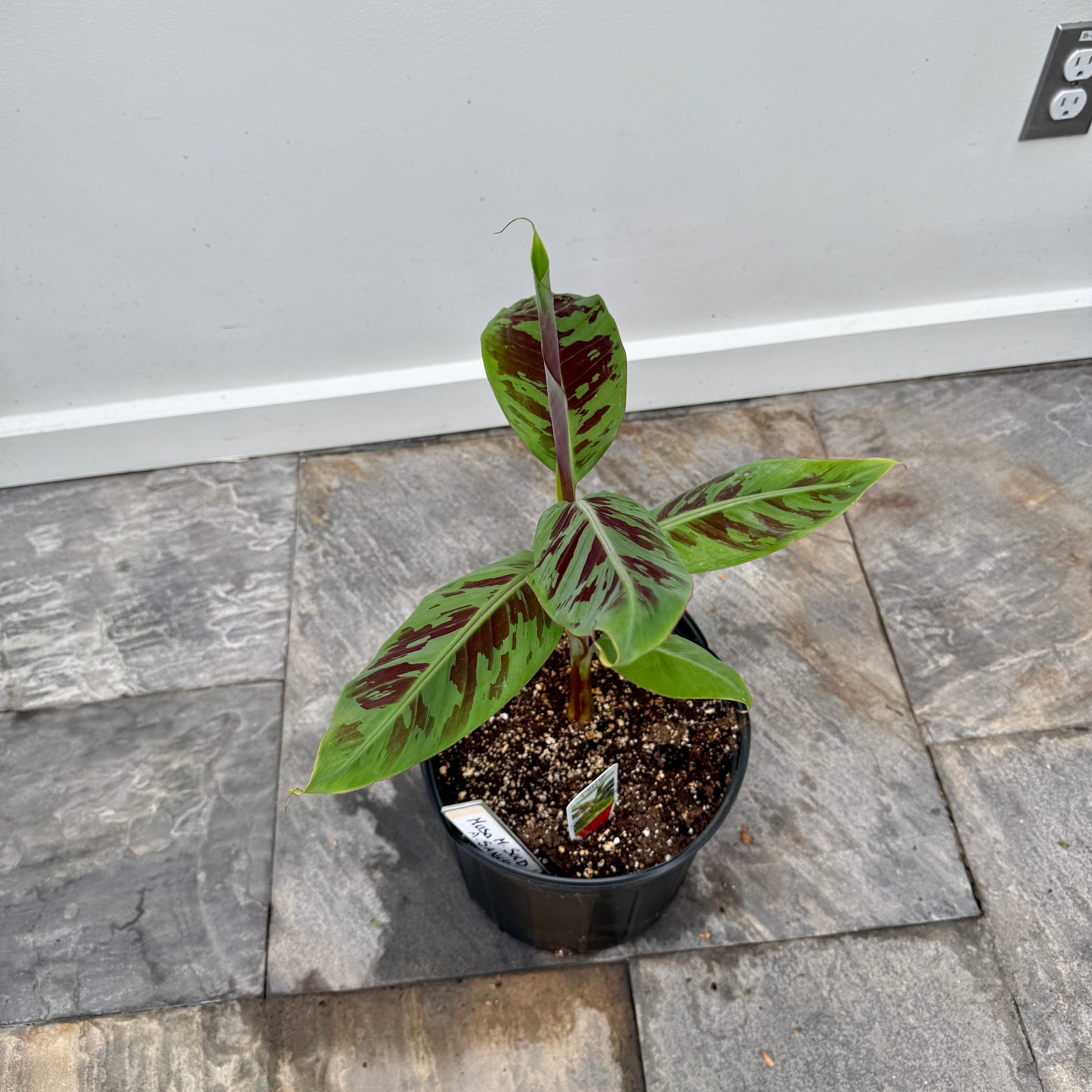 Musa 'Mystik' (Musa acuminata var. sumatrana 'Mystik') - 10" Pot