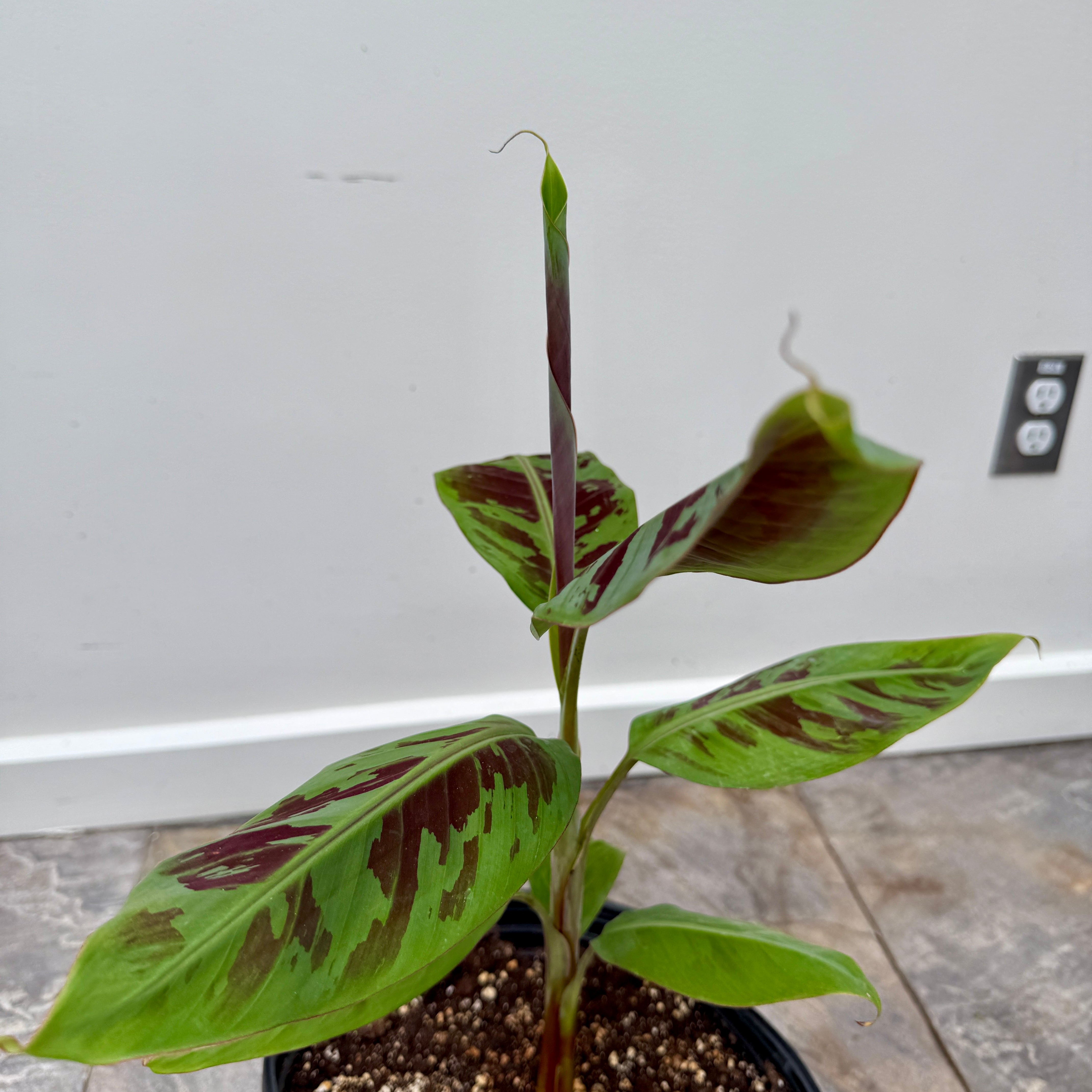 Musa 'Mystik' (Musa acuminata var. sumatrana 'Mystik') - 10" Pot