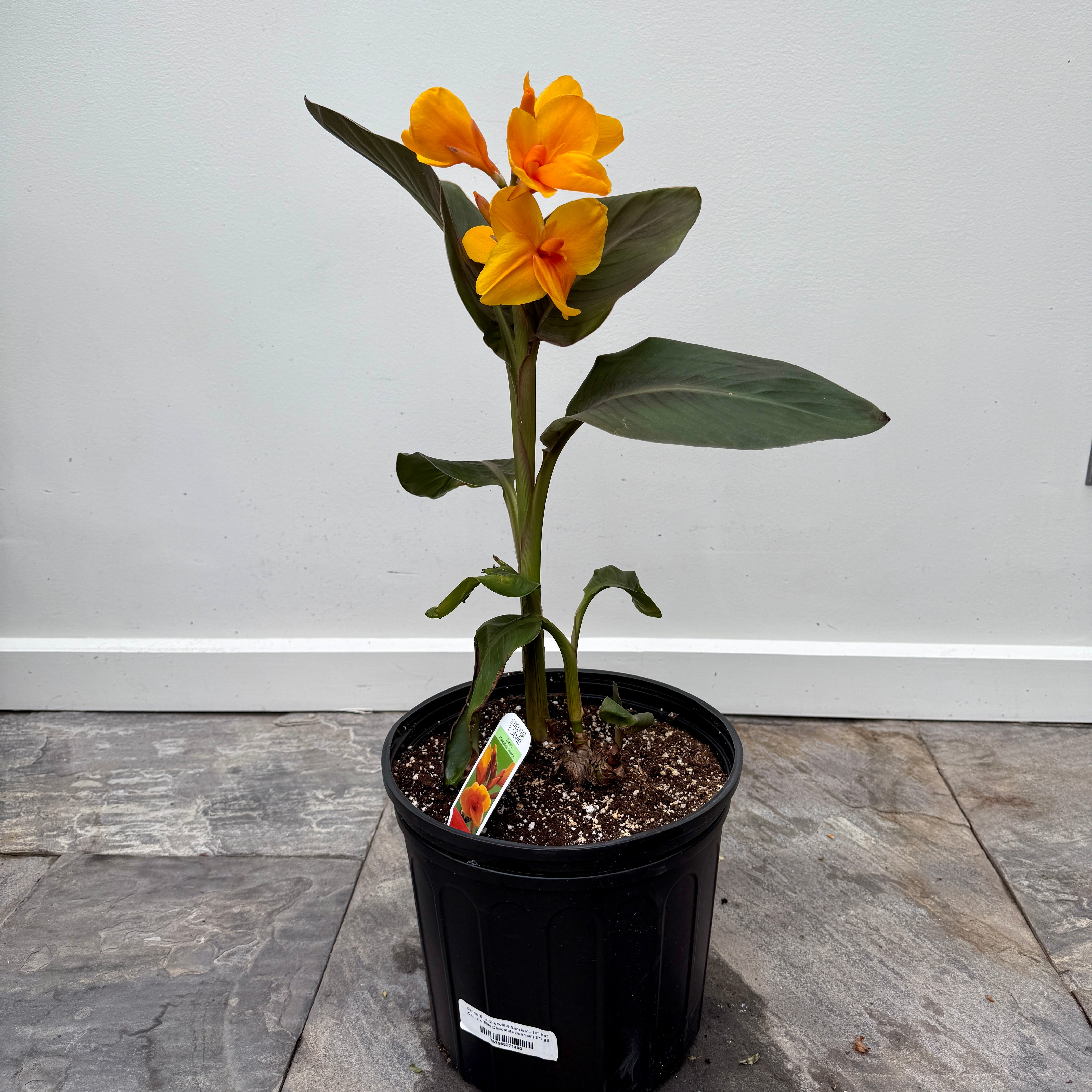 Canna 'Elite Chocolate Sunrise' (Canna x 'Elite Chocolate Sunrise') - 10" Pot
