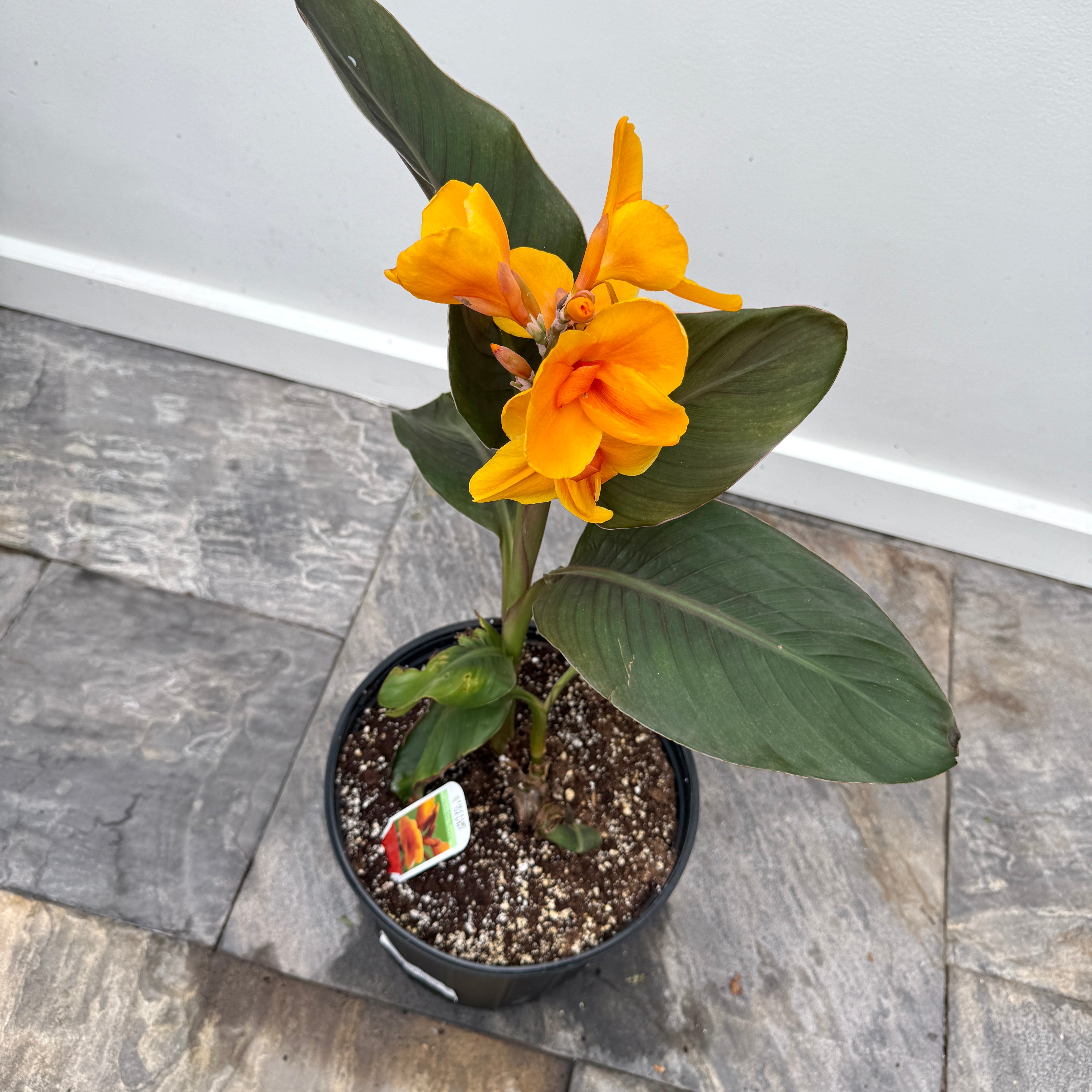 Canna 'Elite Chocolate Sunrise' (Canna x 'Elite Chocolate Sunrise') - 10" Pot