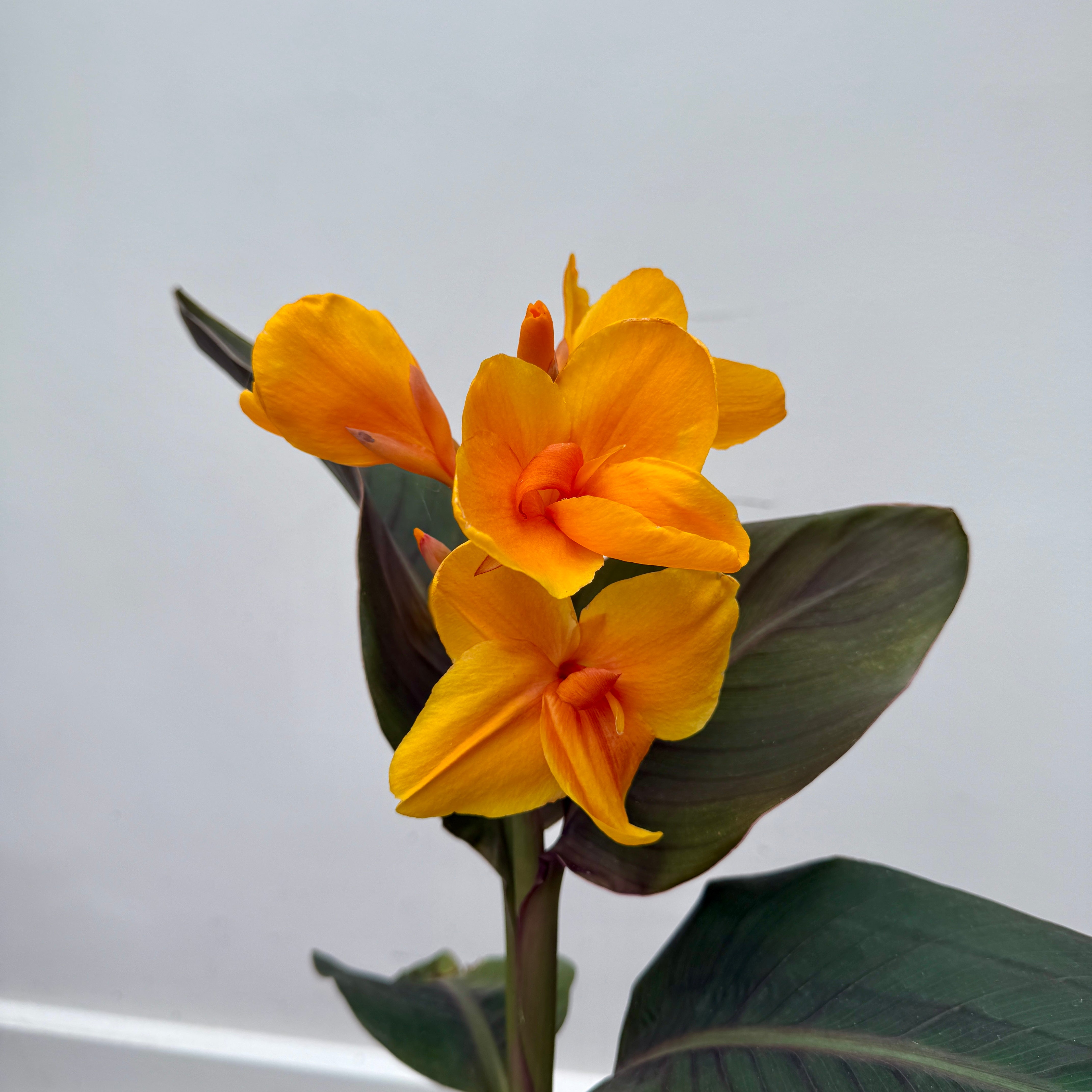 Canna 'Elite Chocolate Sunrise' (Canna x 'Elite Chocolate Sunrise') - 10" Pot