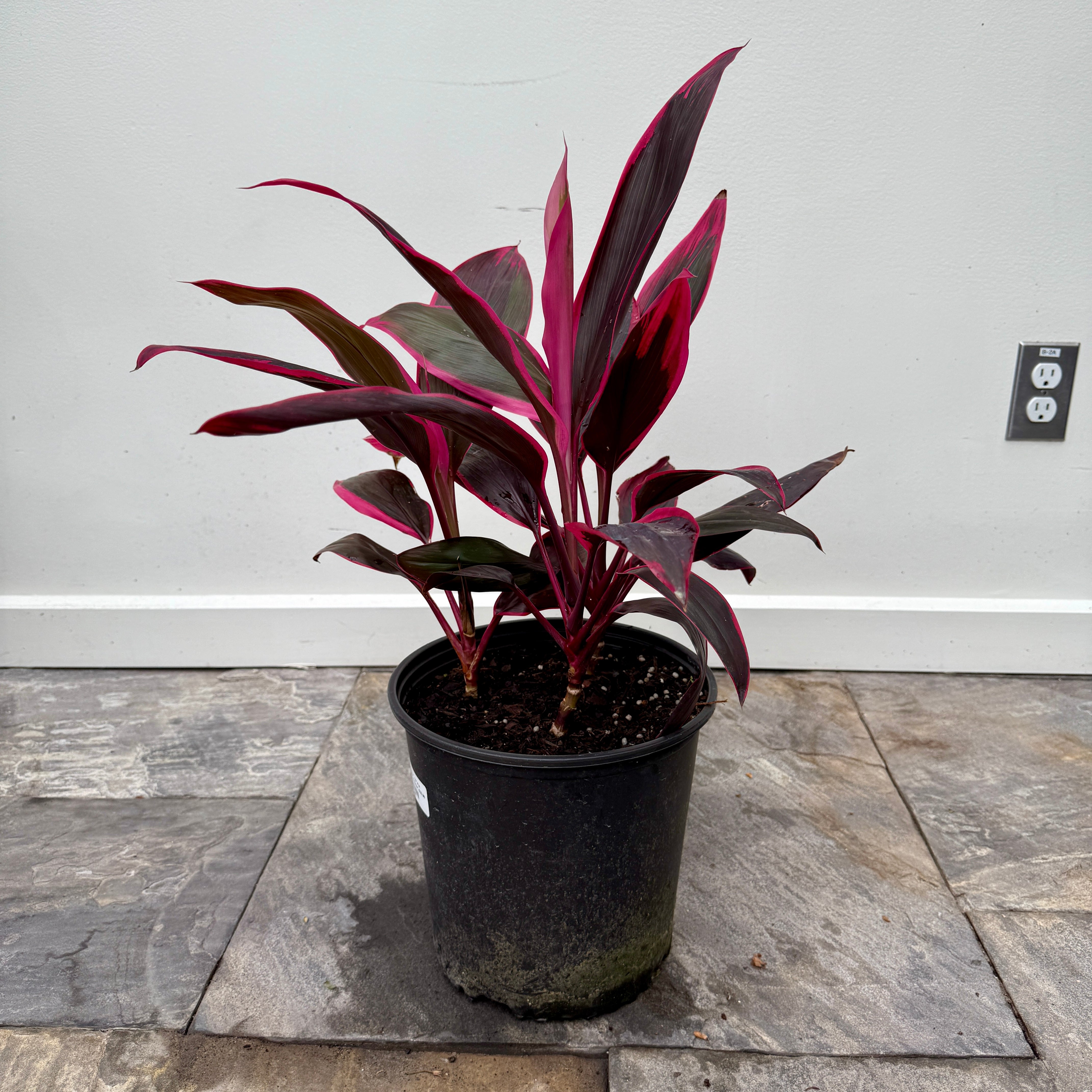 Cordyline 'Red Sister' (Cordyline fruiticosa 'Red Sister') - 10" Pot
