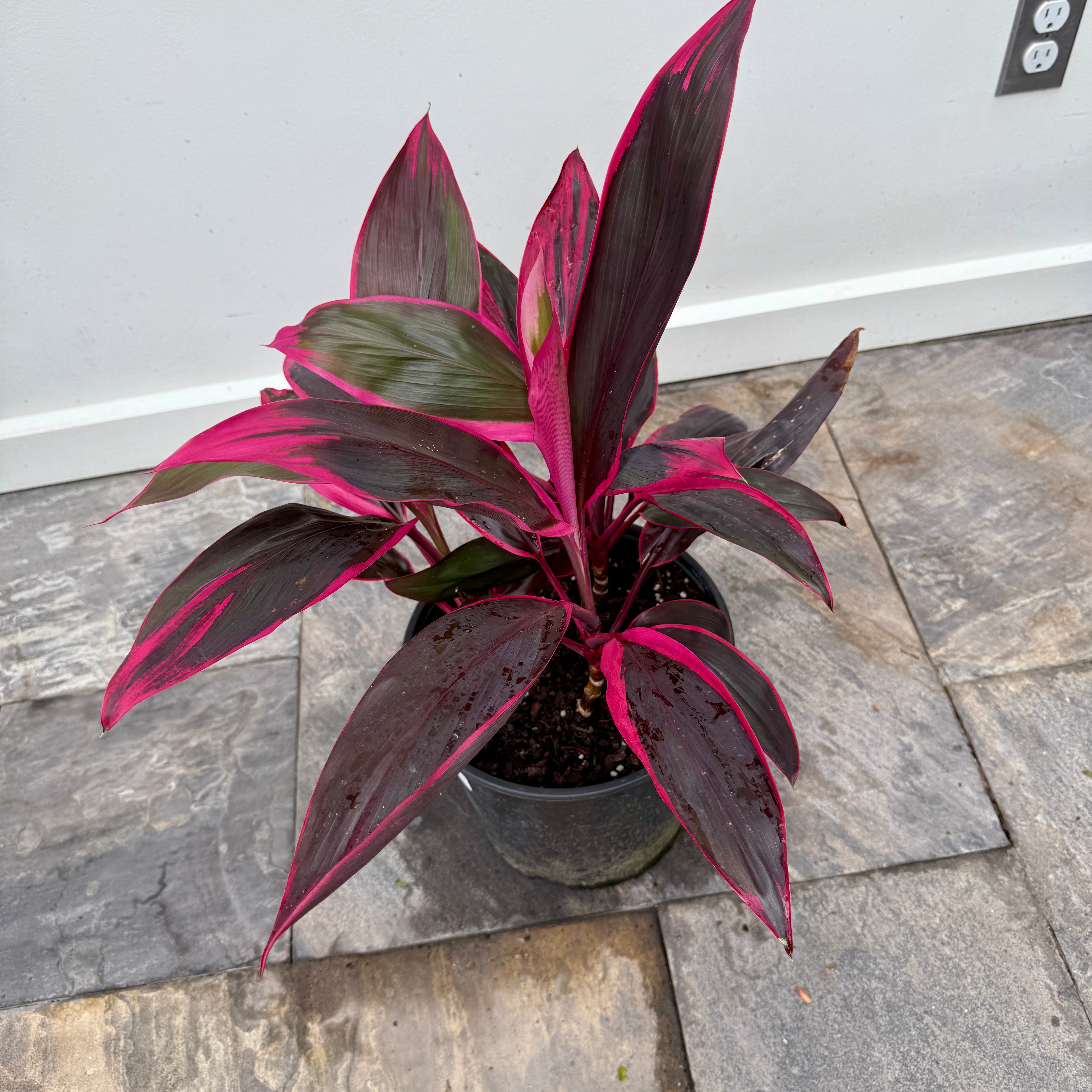 Cordyline 'Red Sister' (Cordyline fruiticosa 'Red Sister') - 10" Pot