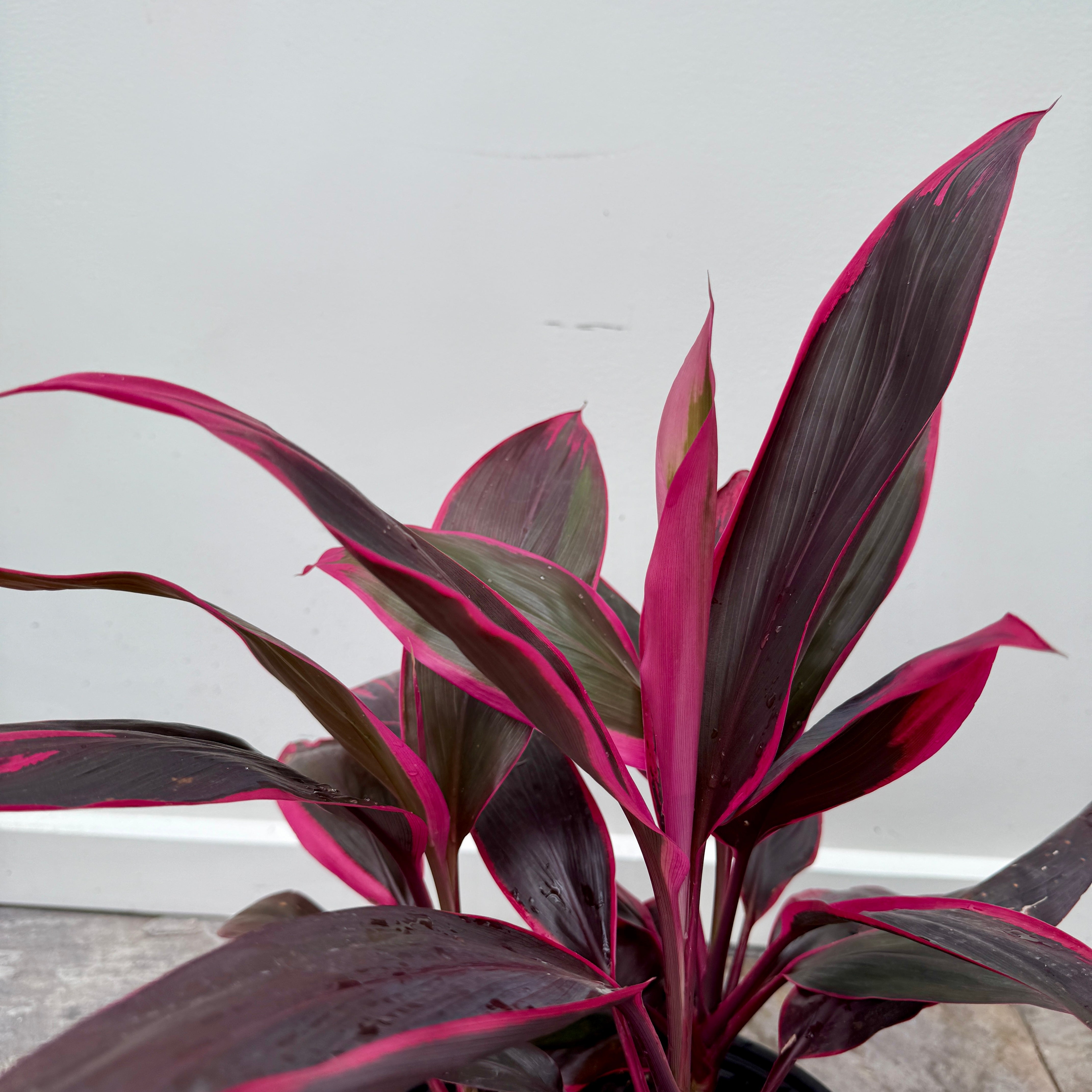 Cordyline 'Red Sister' (Cordyline fruiticosa 'Red Sister') - 10" Pot