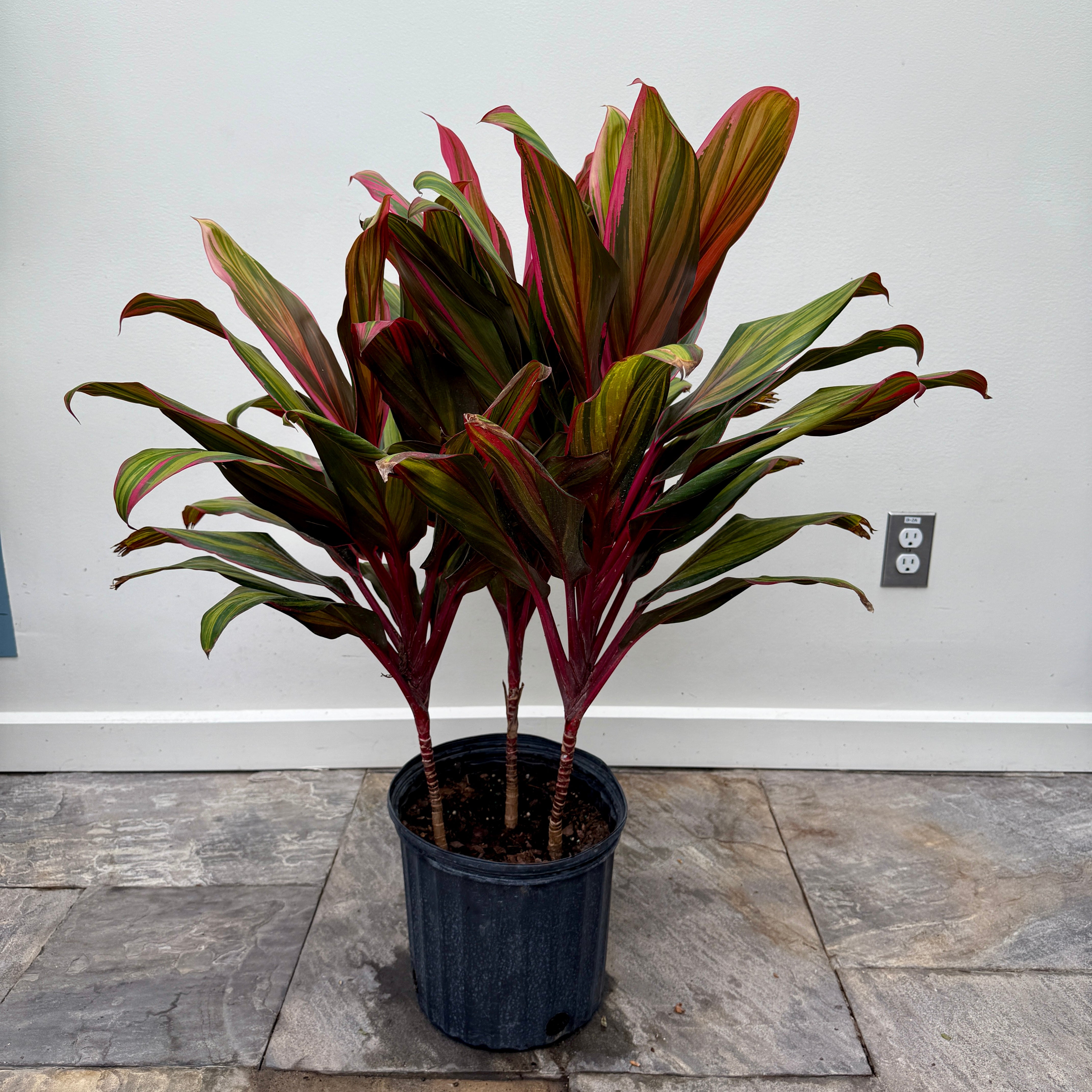 Cordyline 'Harlequin' (Cordyline fruiticosa 'Harlequin') - 10" Pot - 3ppp