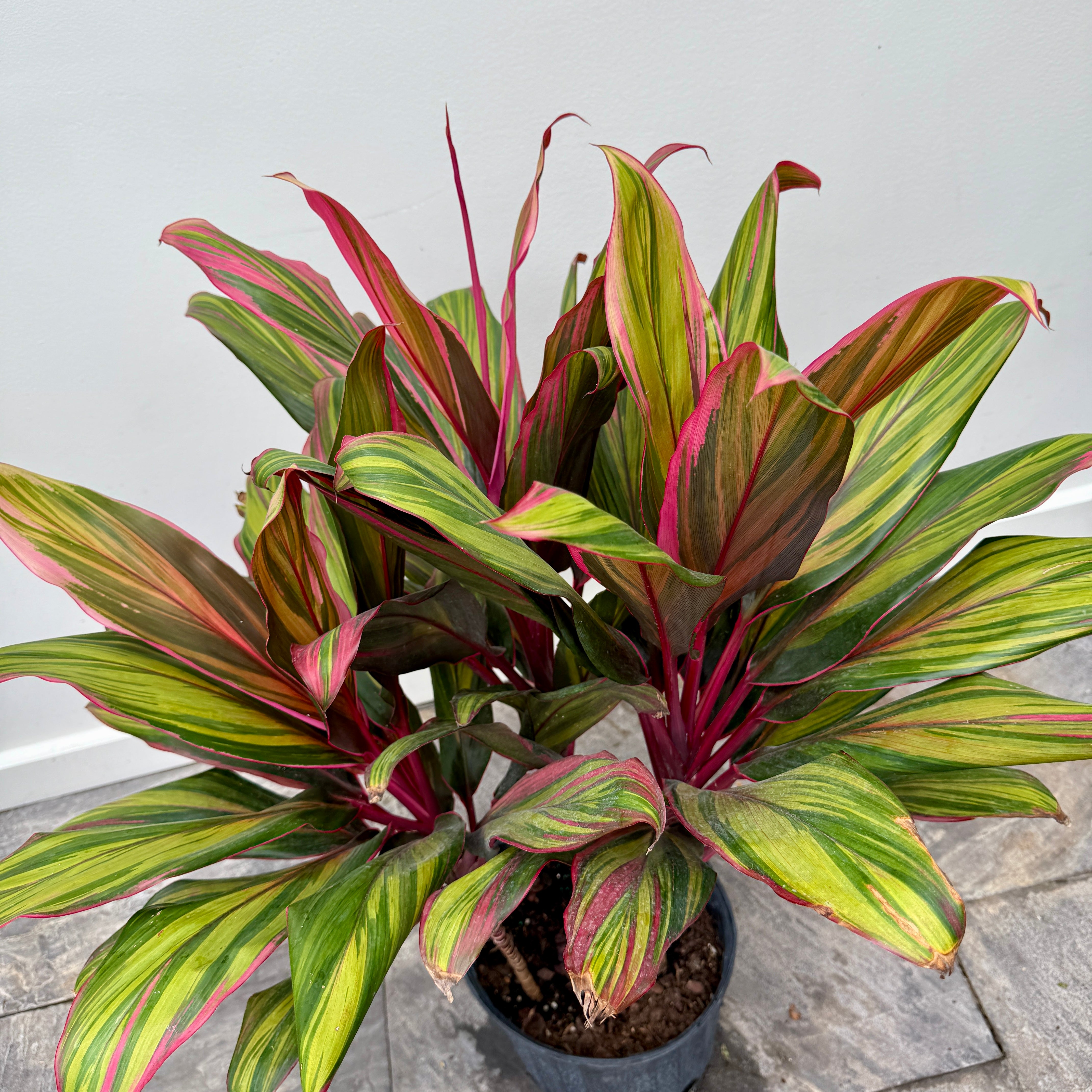 Cordyline 'Harlequin' (Cordyline fruiticosa 'Harlequin') - 10" Pot - 3ppp