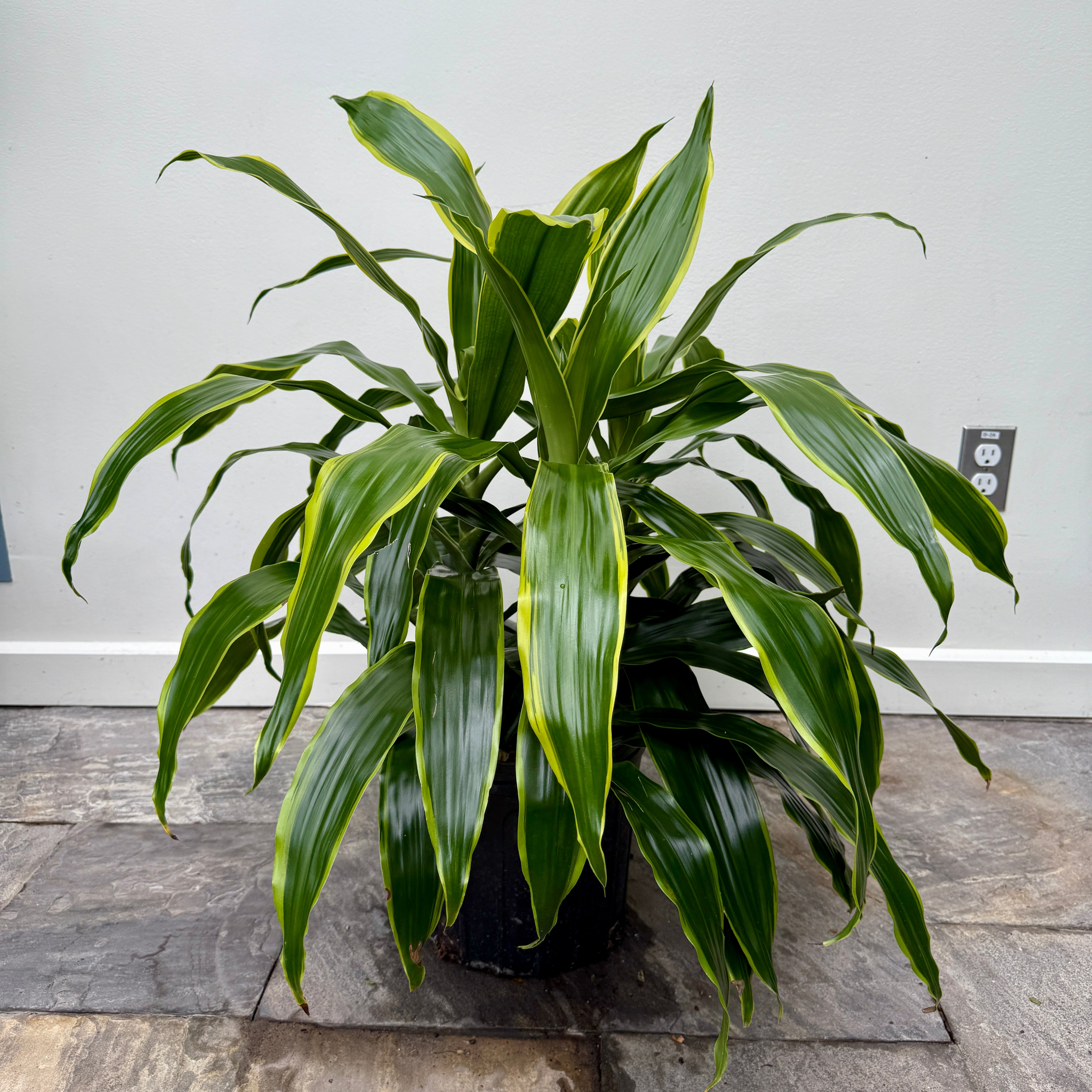 Dracaena 'Art Carmen' (Dracaena deremensis 'Art Carmen') - 10" Pot - 3ppp