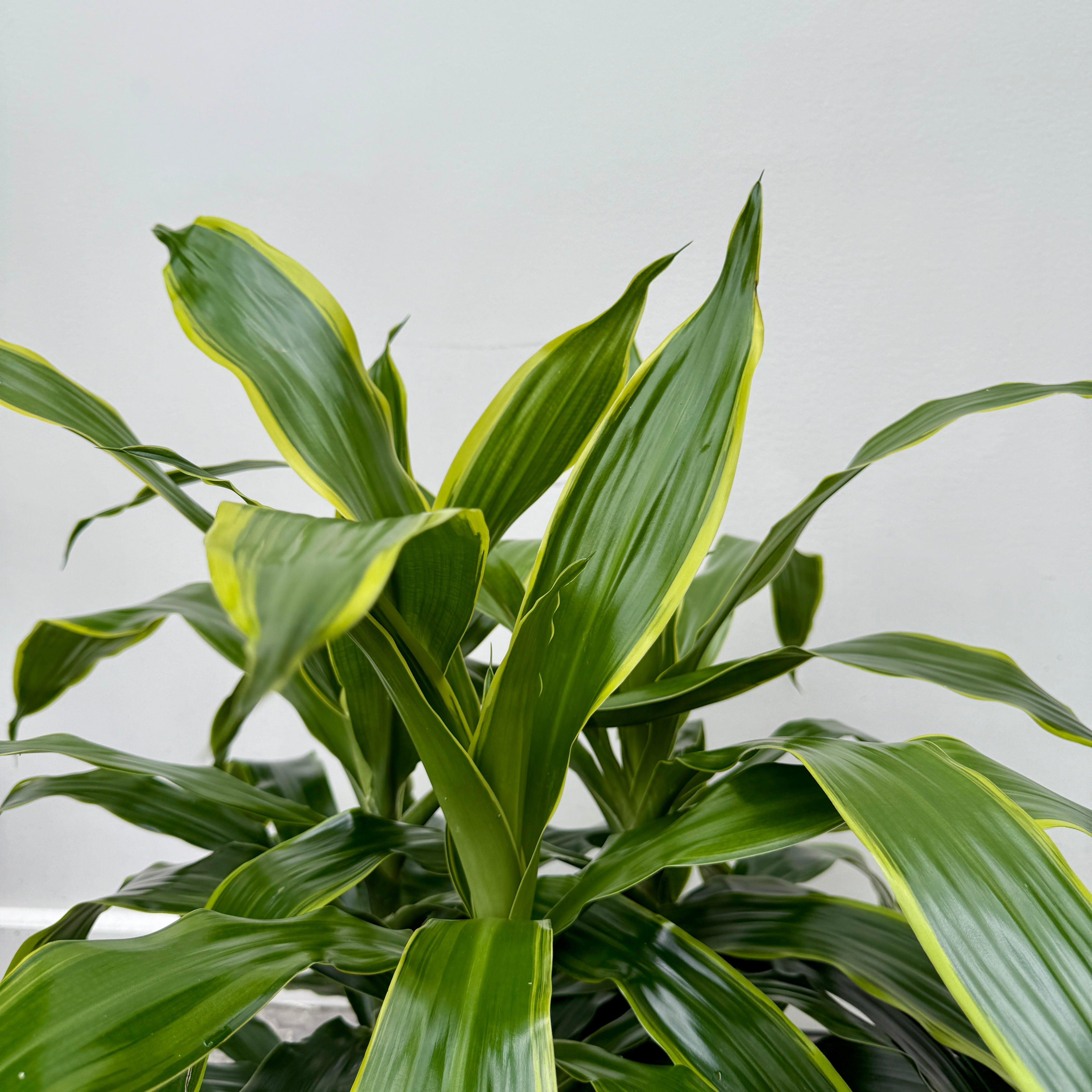 Dracaena 'Art Carmen' (Dracaena deremensis 'Art Carmen') - 10" Pot - 3ppp