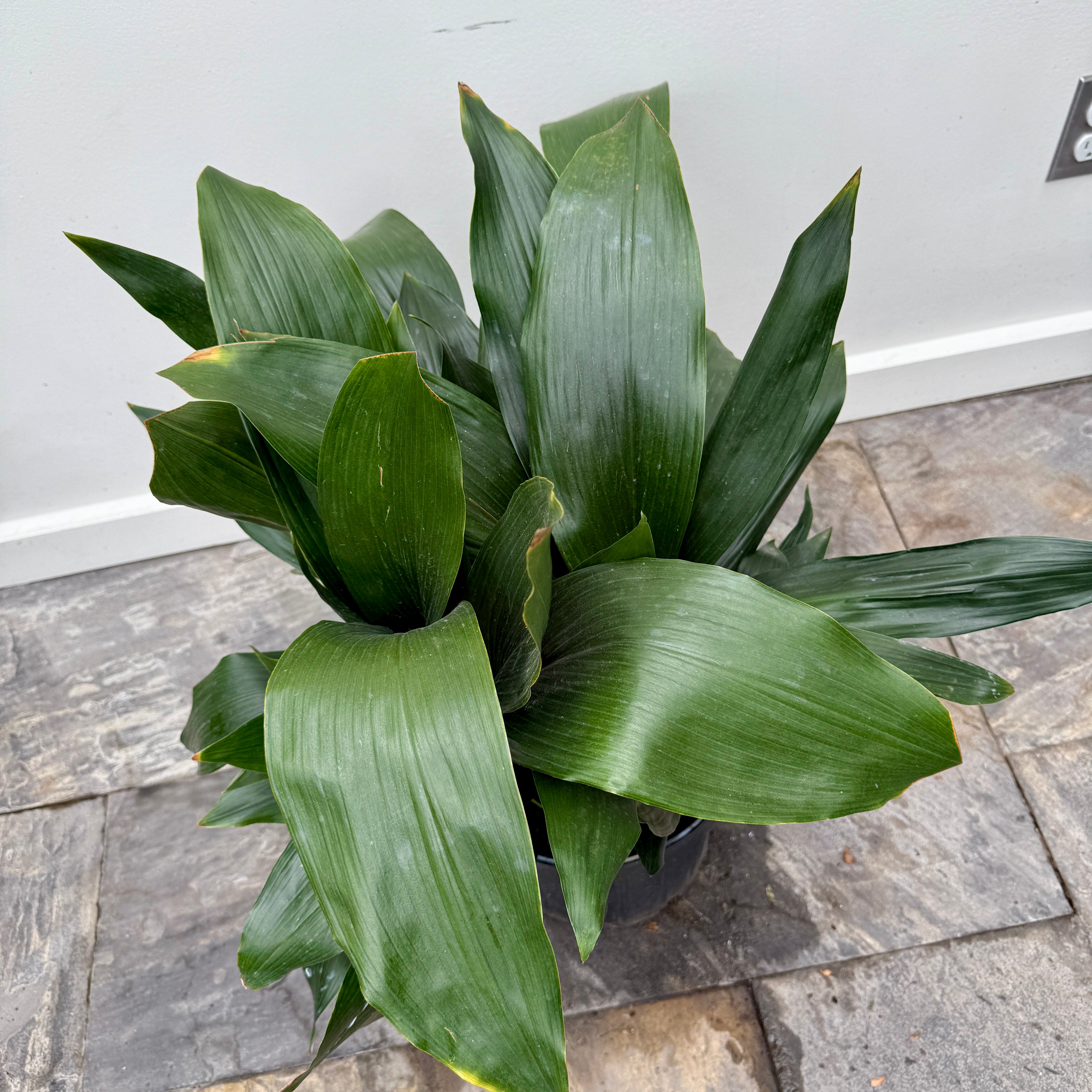 Cast Iron Plant (Aspidistra sp.) - 10" Pot