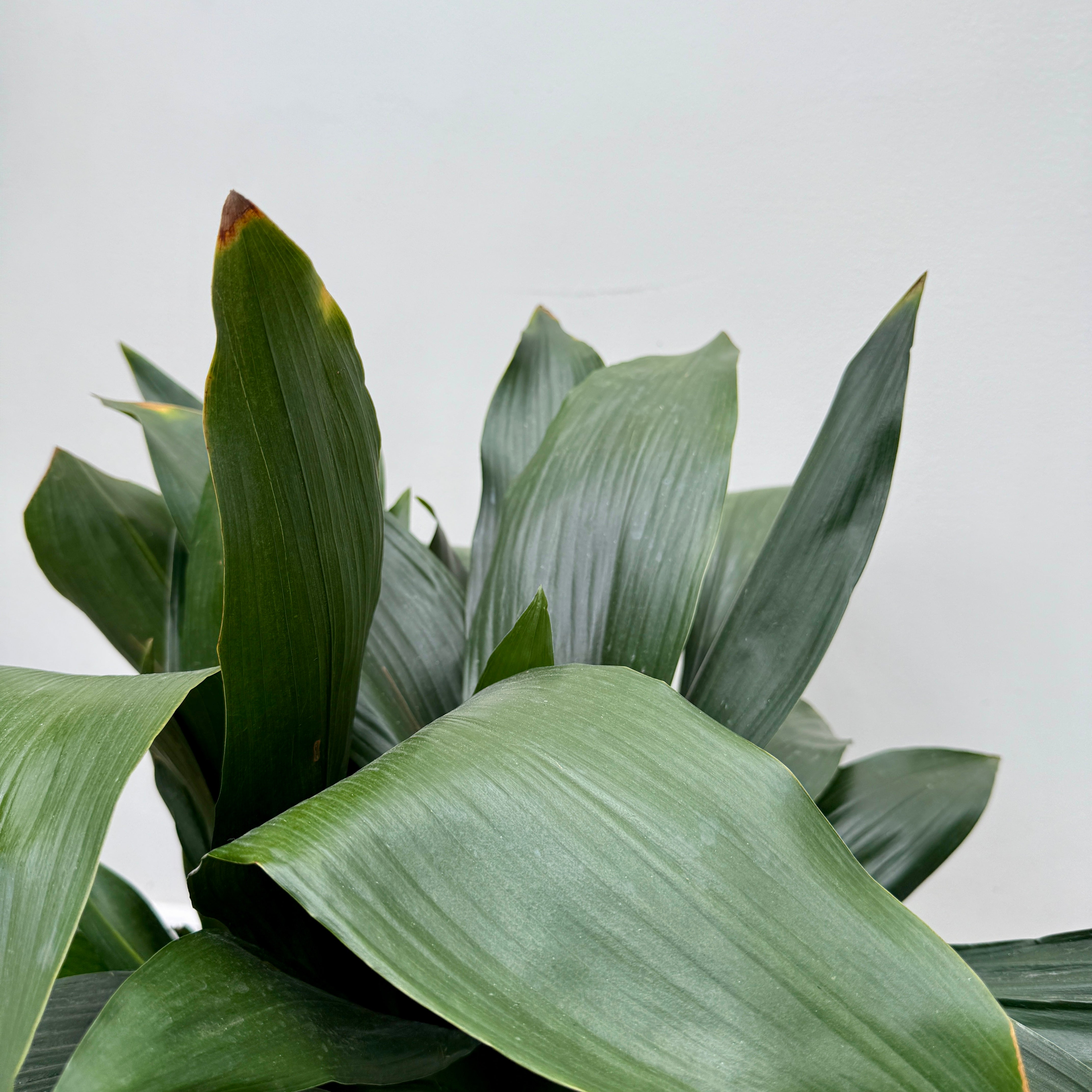 Cast Iron Plant (Aspidistra sp.) - 10" Pot