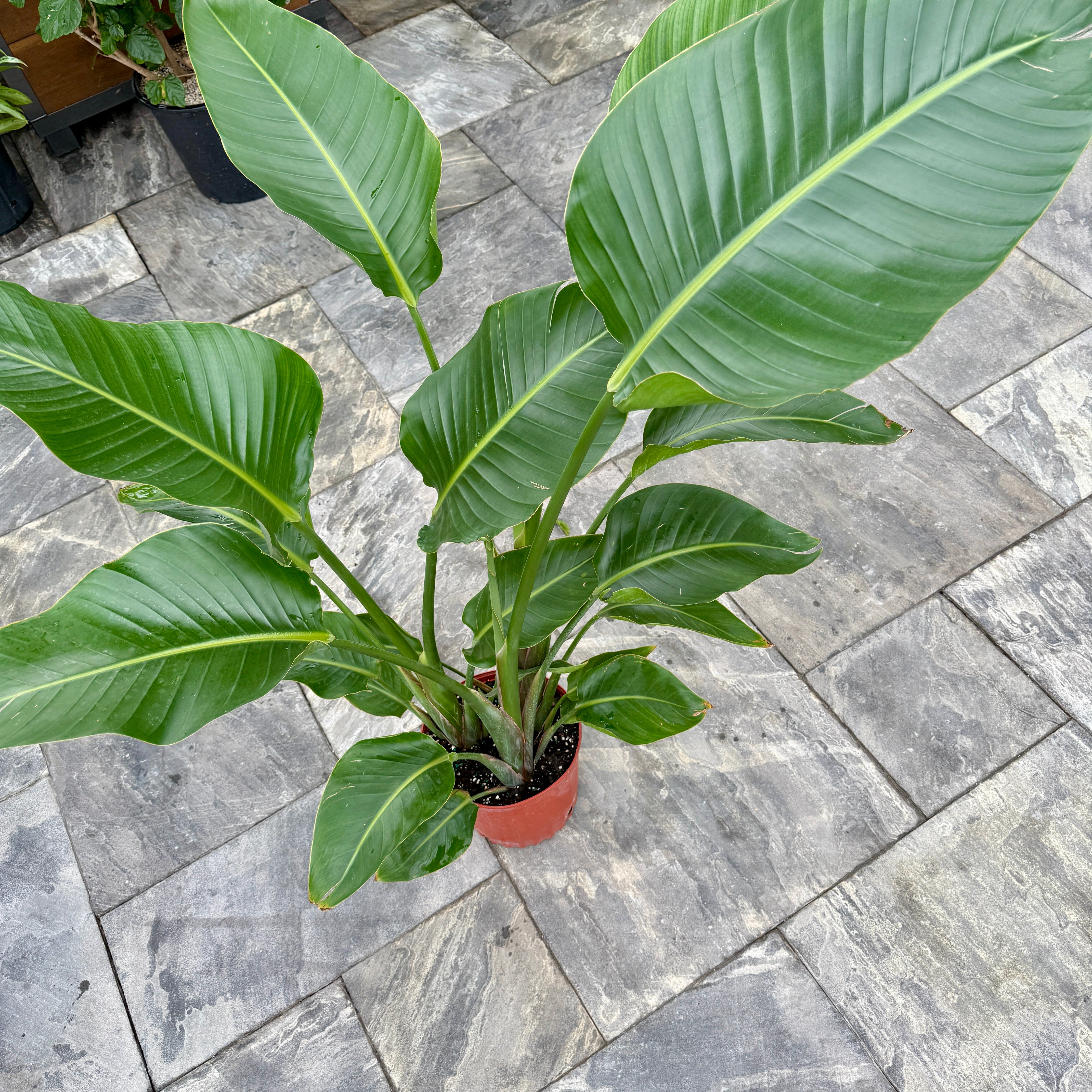 Bird of Paradise - Yellow (Strelizia reginae - Yellow) - 10" Pot - 3ppp